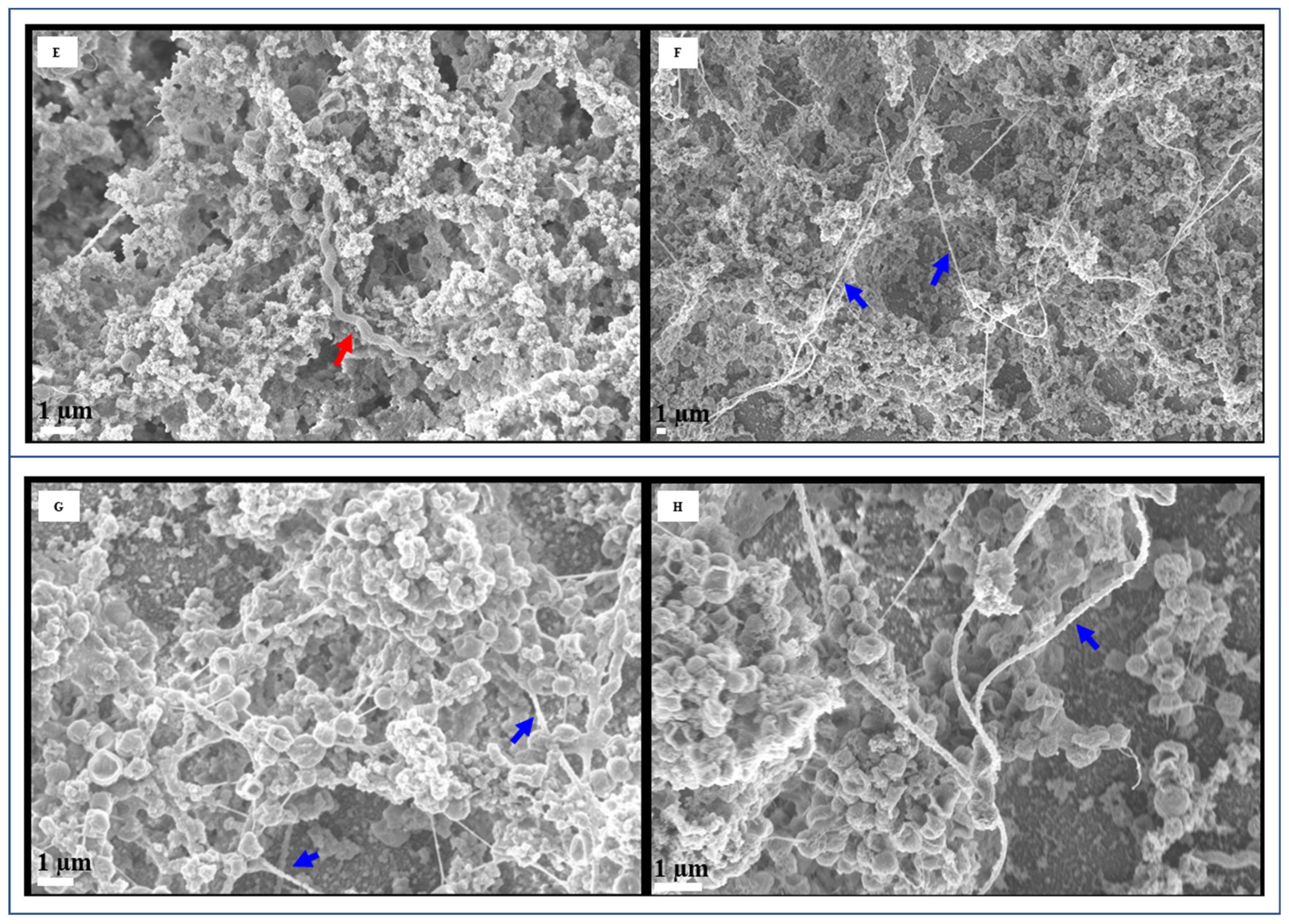 Foods 13 01828 g004b