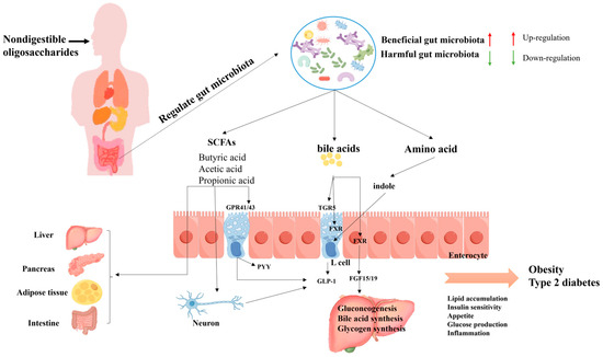 The Role of Nondigestible Oligosaccharides in Alleviating