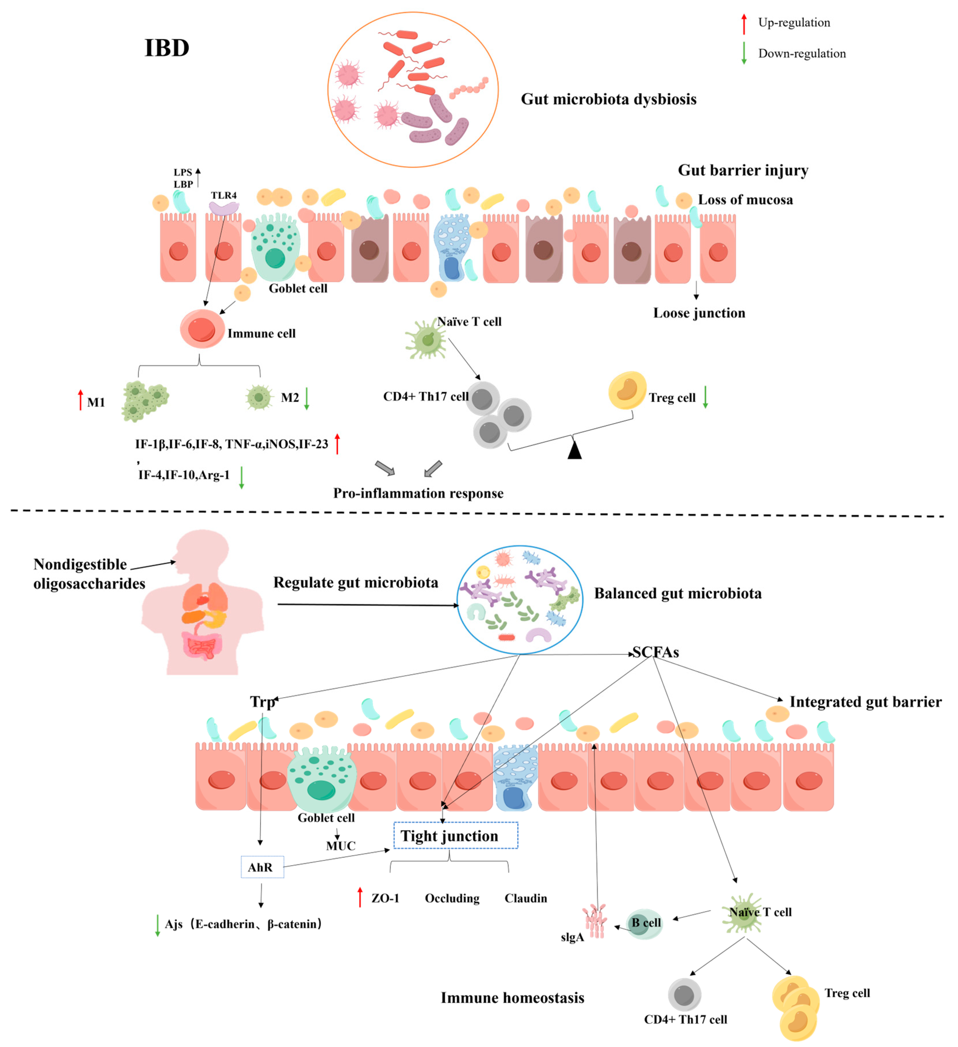 The Role of Nondigestible Oligosaccharides in Alleviating The Role of Nondigestible Oligosaccharides in Alleviating