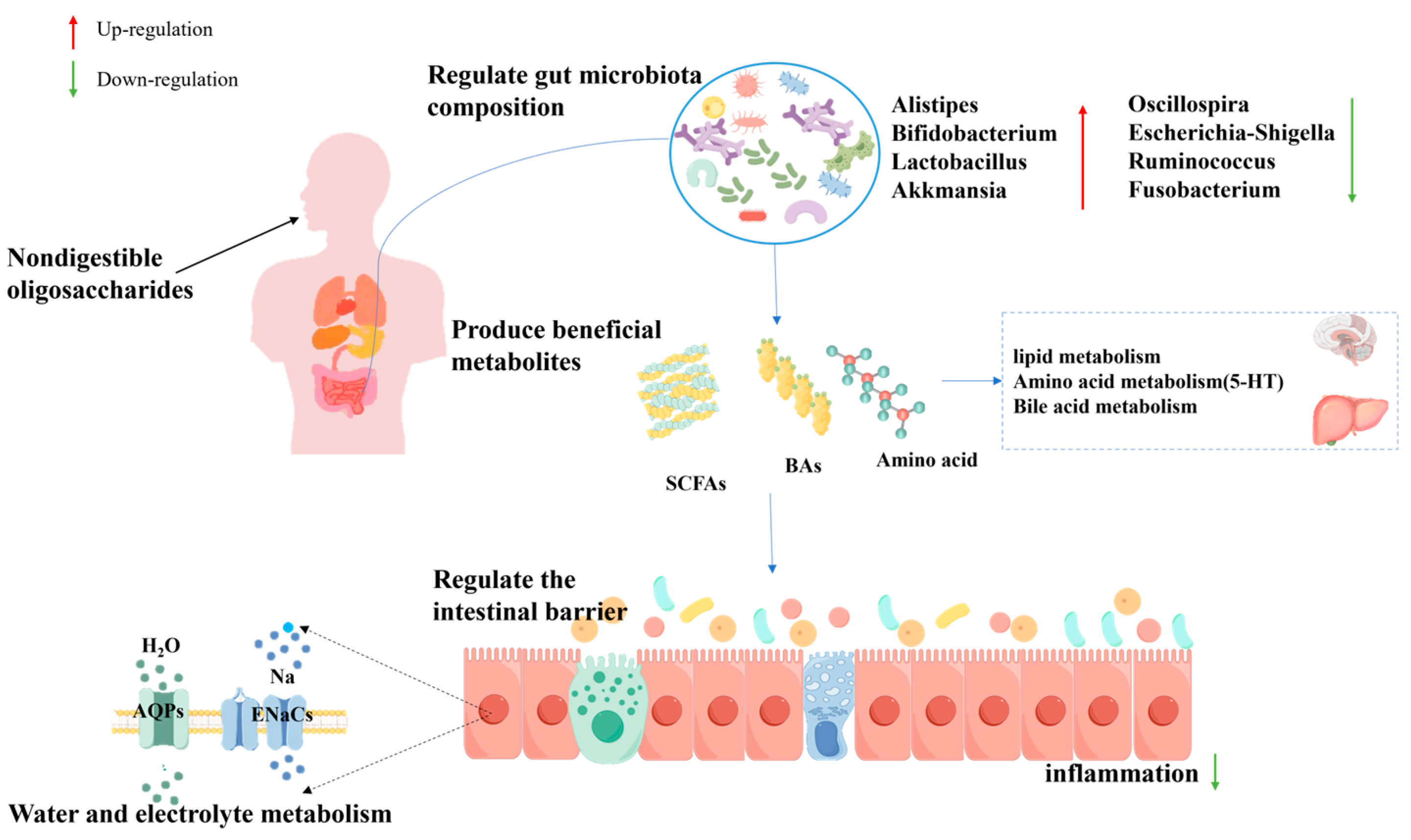 その他 H.T The Role of Nondigestible Oligosaccharides in Alleviating