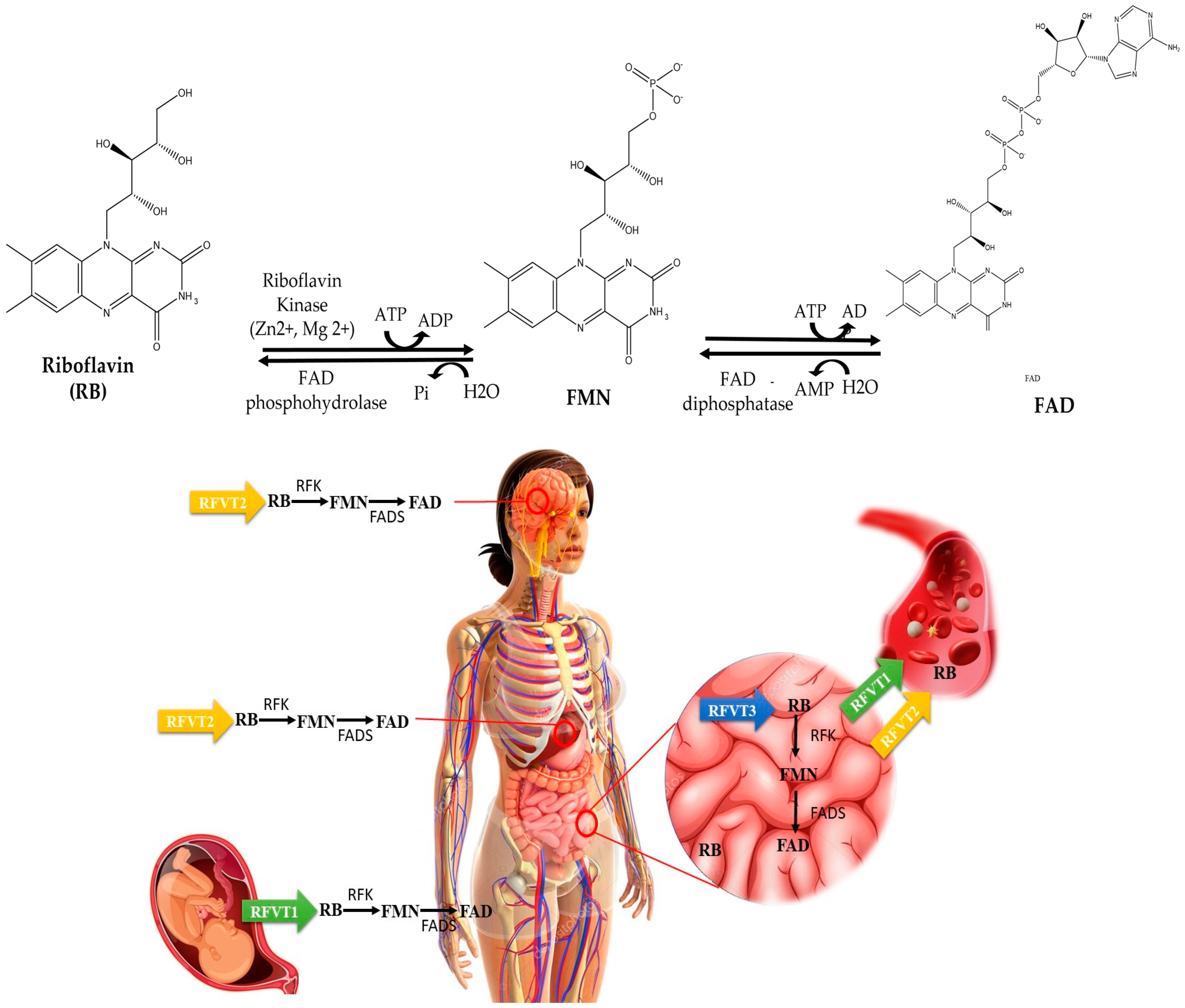 Foods 13 02255 g003 Foods 13 02255 g003