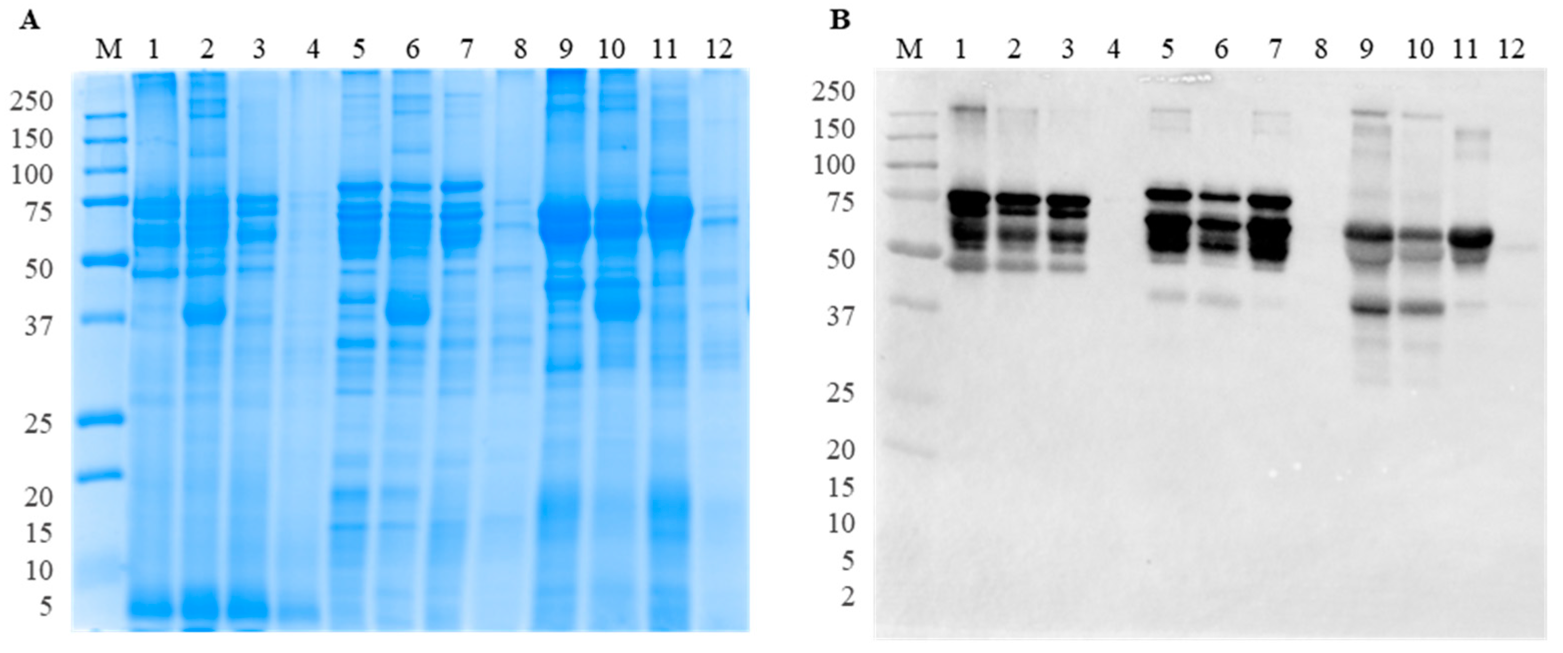 Foods 13 02330 g001 Foods 13 02330 g001