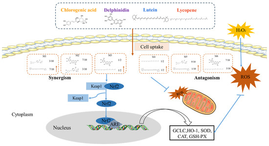 Synergistic and Antagonistic Activity of Selected Dietary