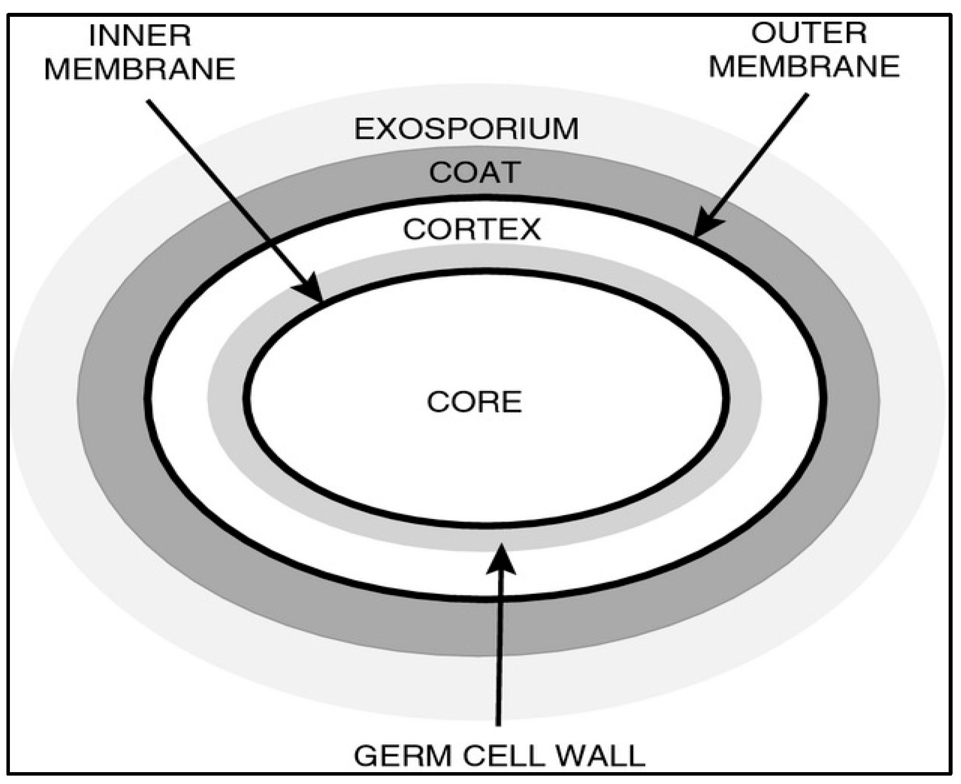 Foods 13 02444 g001 Foods 13 02444 g001