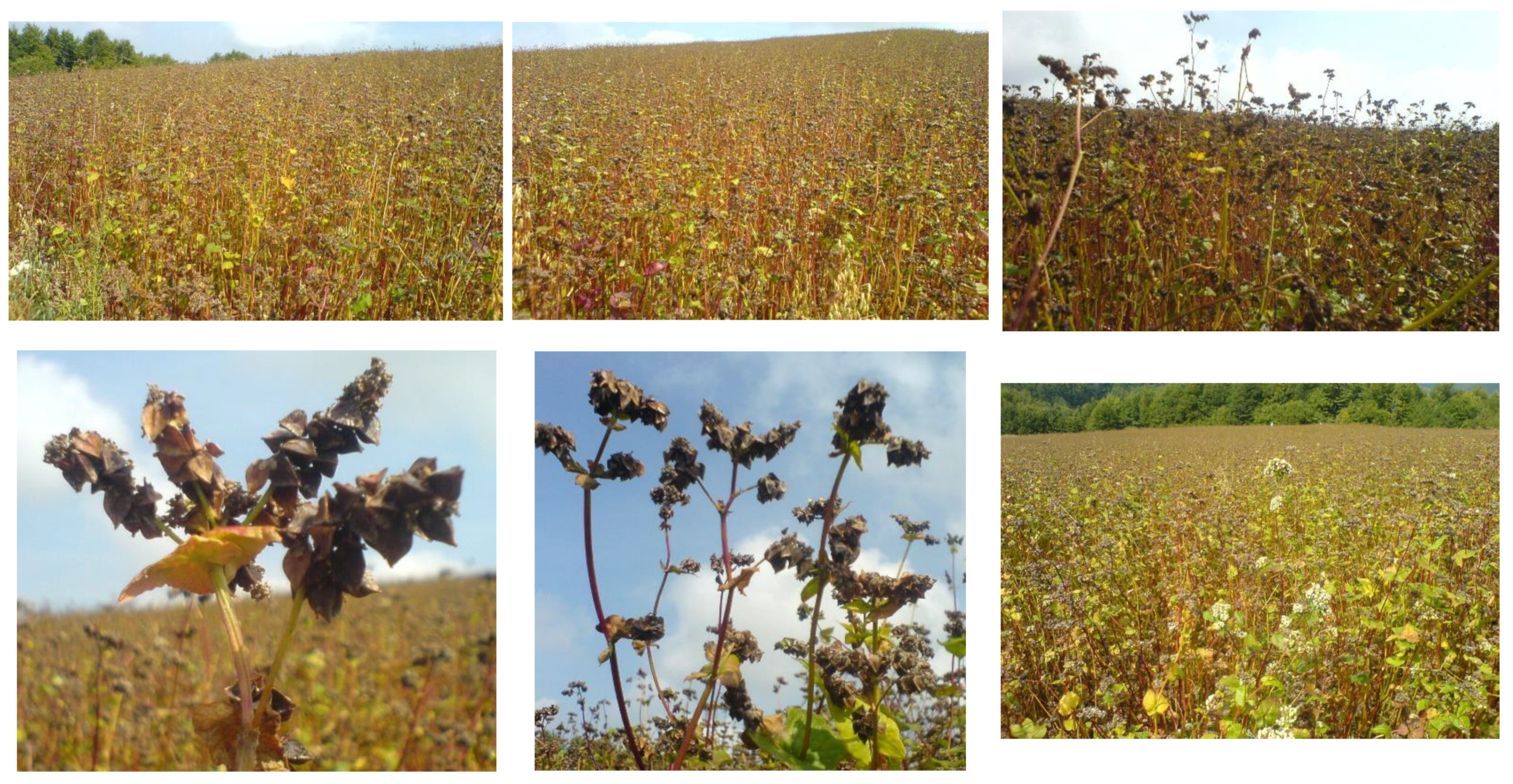 Foods 13 02491 g001 Foods 13 02491 g001