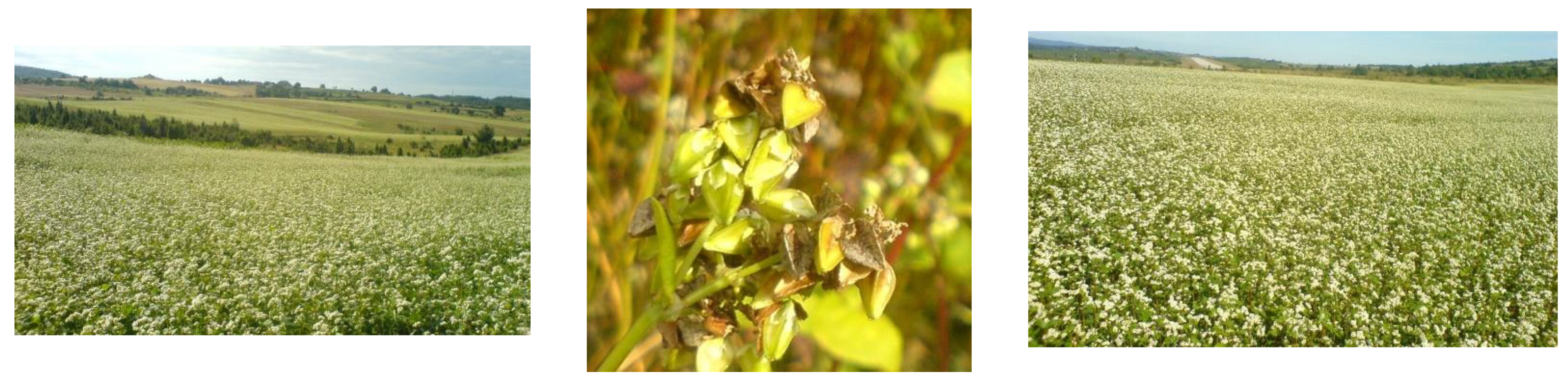 Foods 13 02491 g002 Foods 13 02491 g002