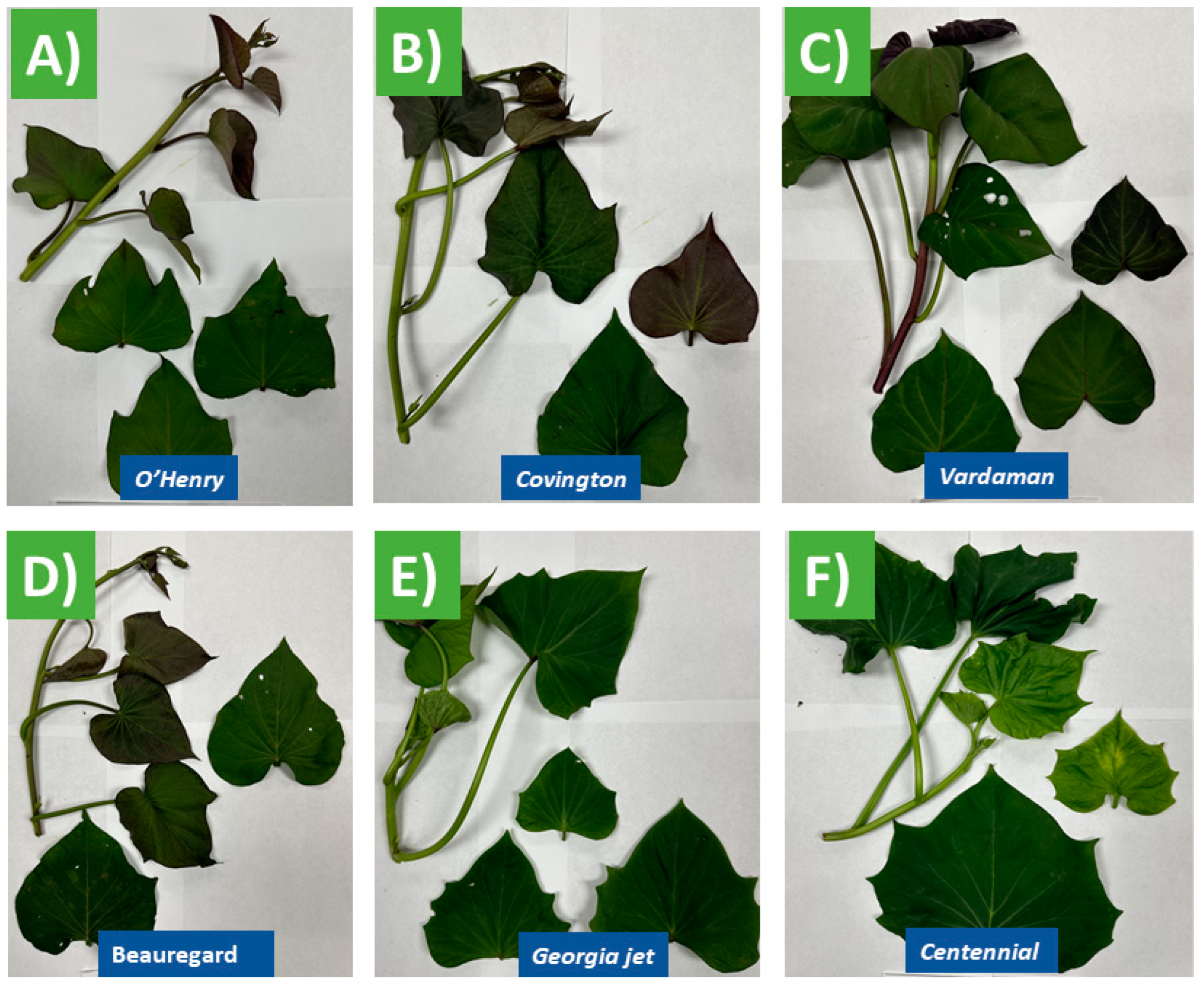 Foods 13 02787 g001 Foods 13 02787 g001