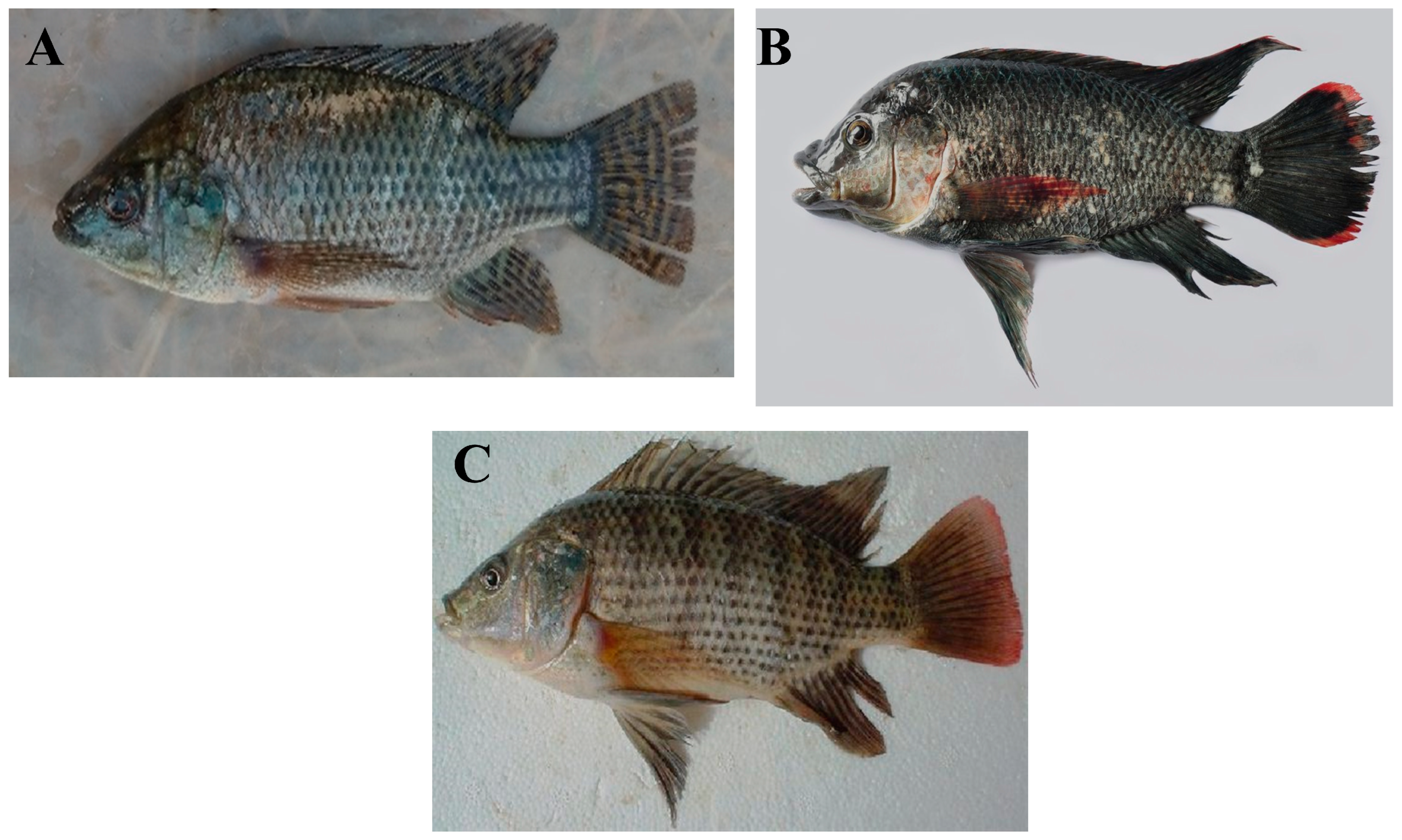 Foods 13 02945 g001 Foods 13 02945 g001