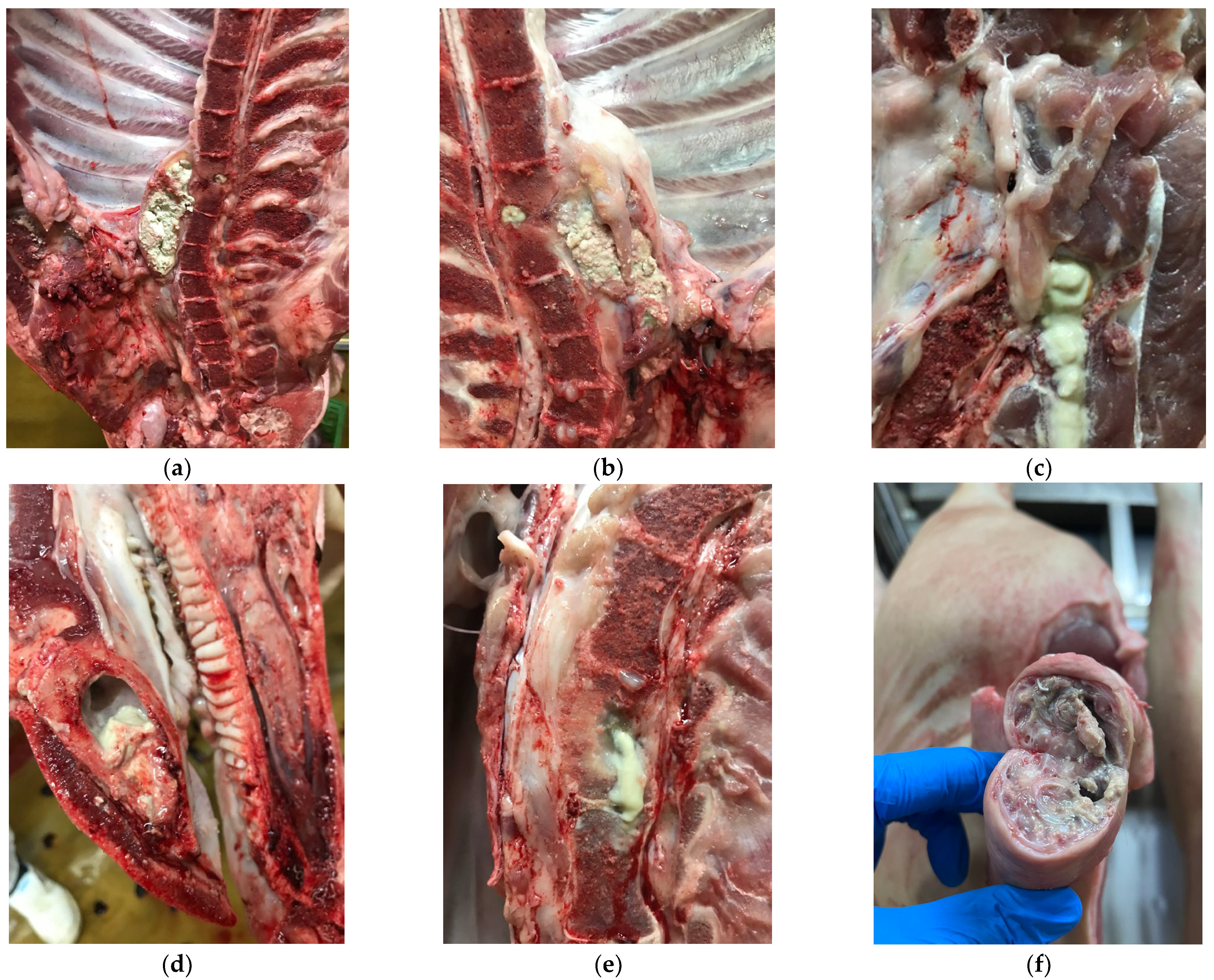 Foods 13 03203 g001 Foods 13 03203 g001