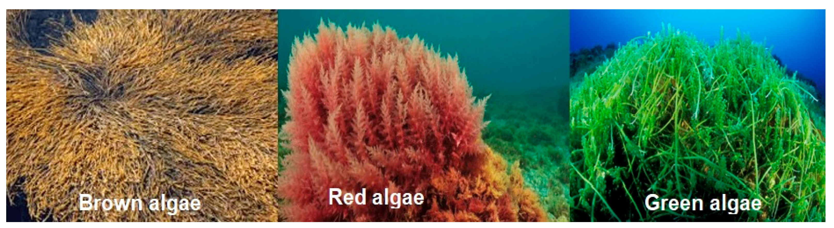 Foods 13 03212 g001 Foods 13 03212 g001