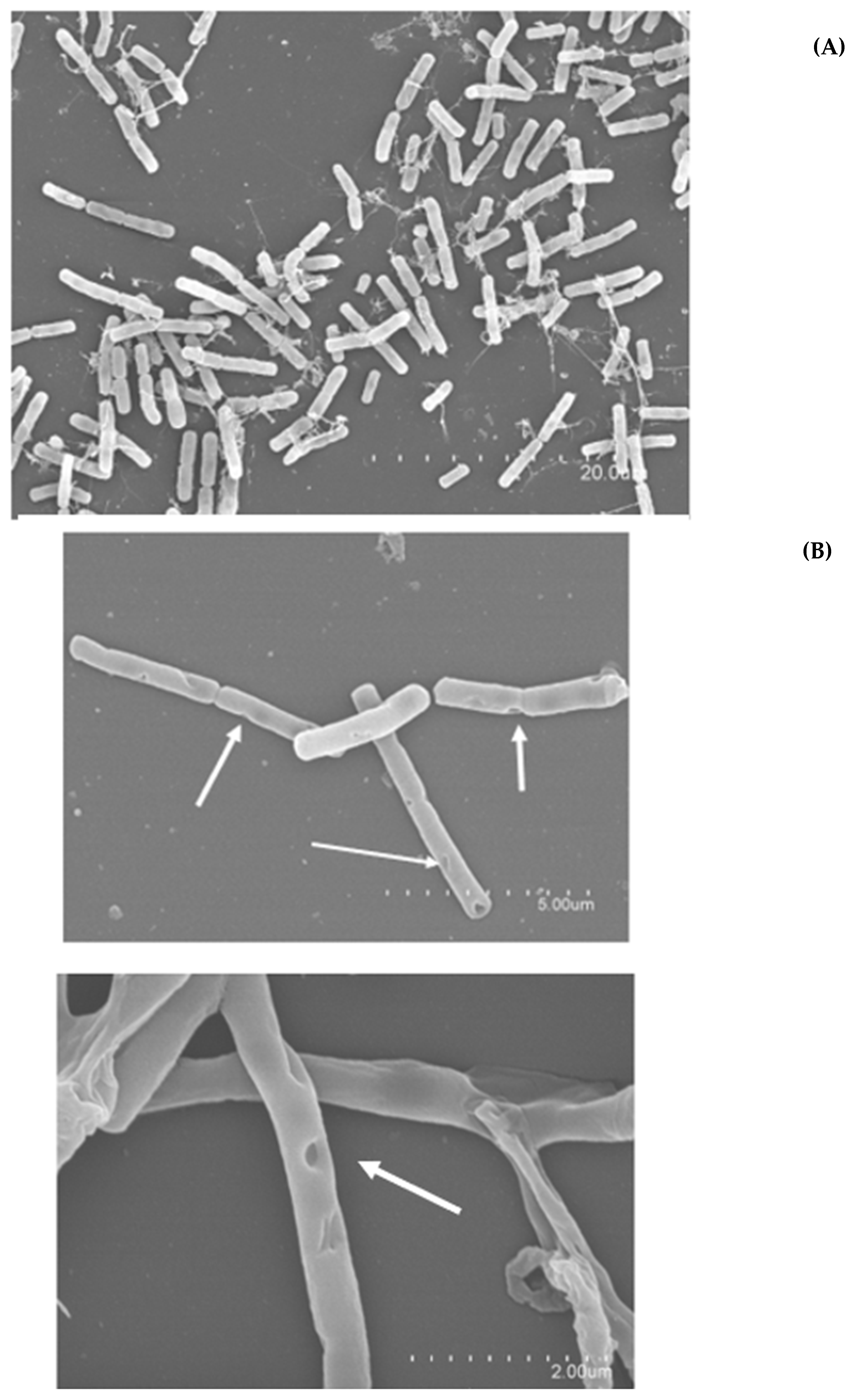 Foods 13 03251 g003a Foods 13 03251 g003a