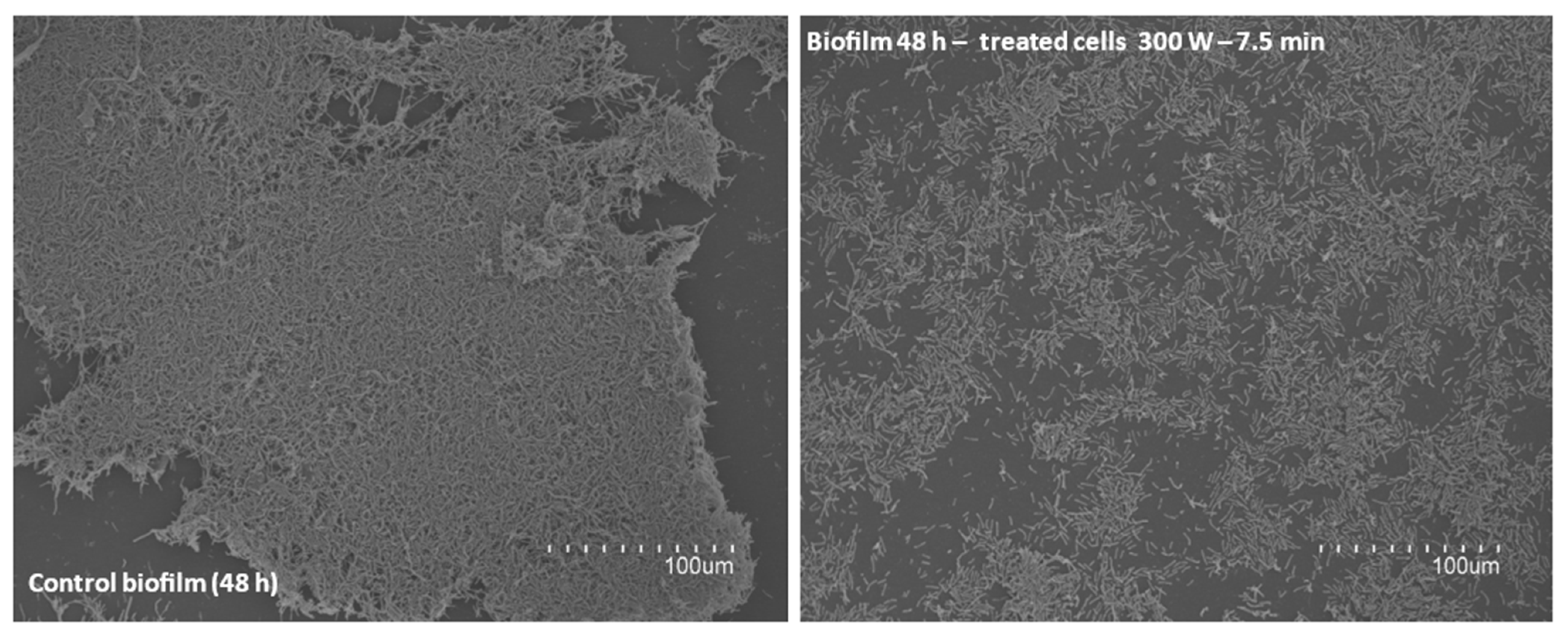 Foods 13 03251 g006 Foods 13 03251 g006