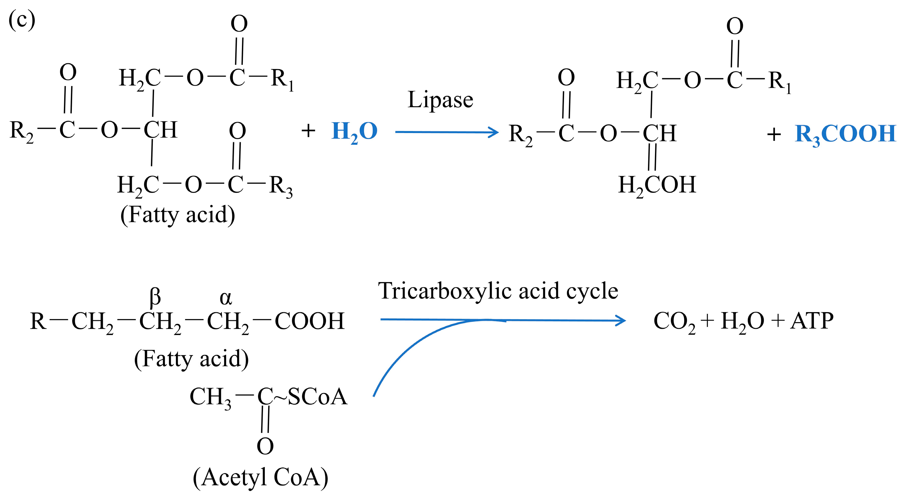 Foods 13 03262 g002b