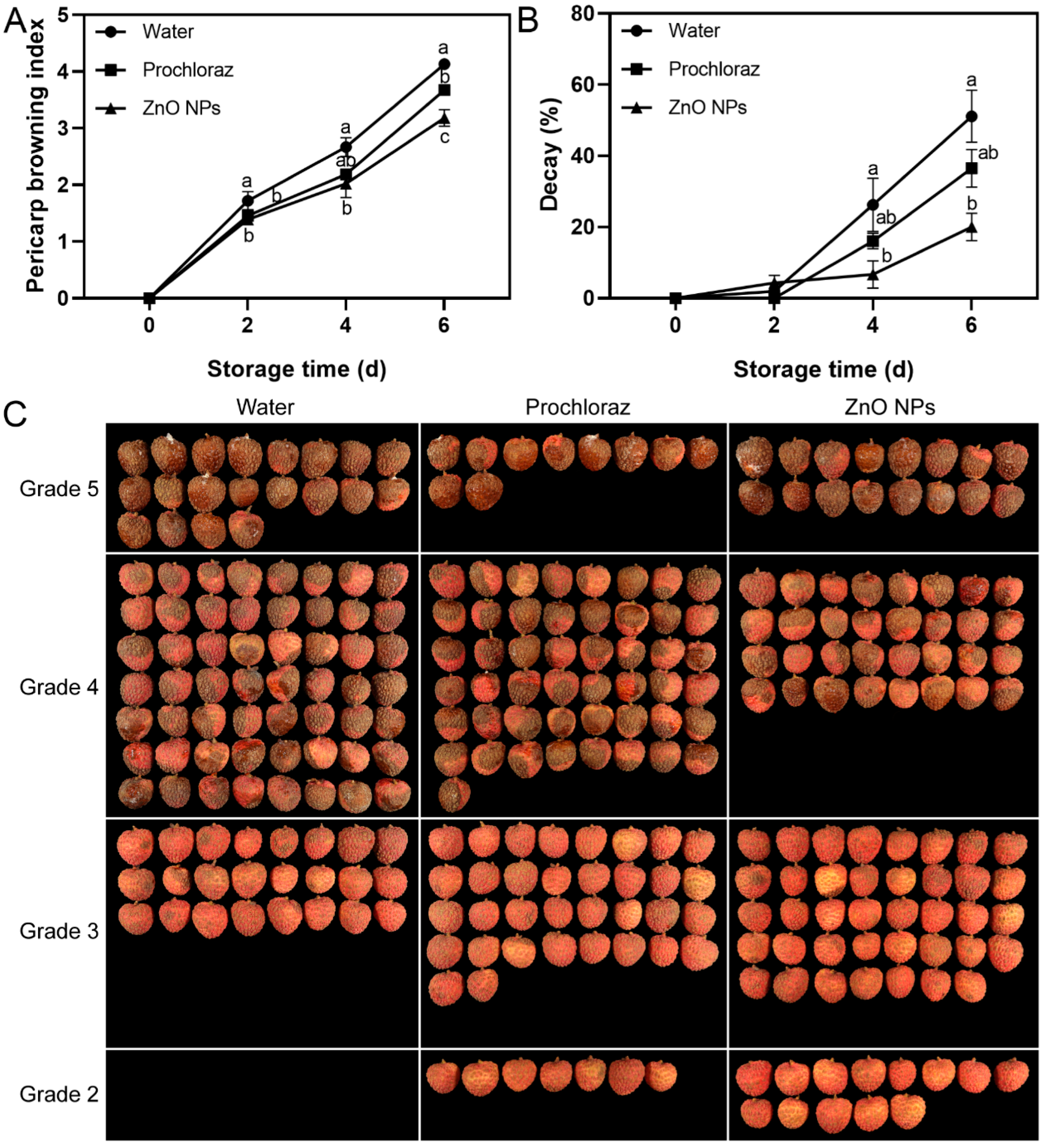 オープニング 大放出セール Nanoparticles Oxide Zinc Treatment Postharvest the Maintains 靴