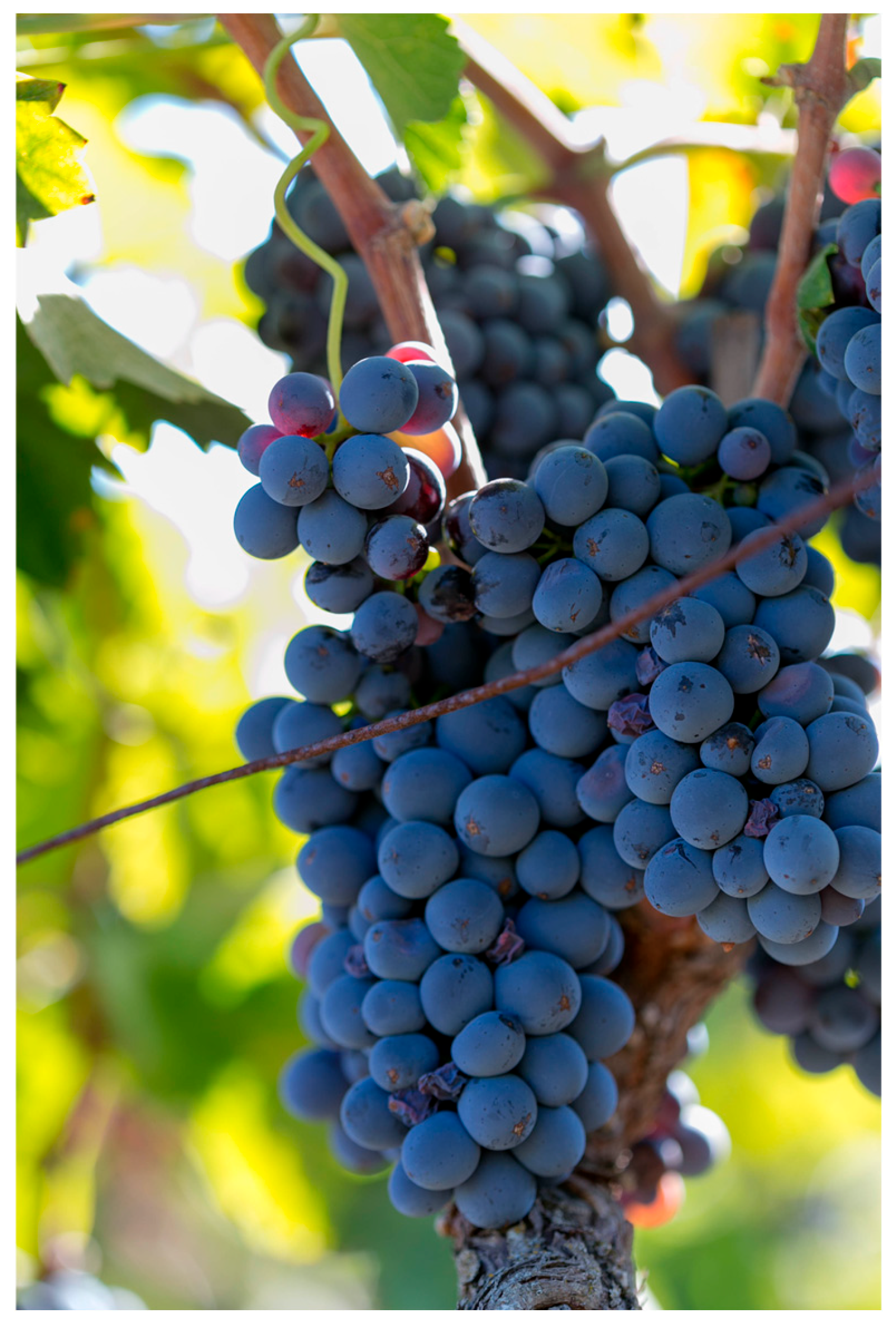 Foods 13 03554 g001 Foods 13 03554 g001