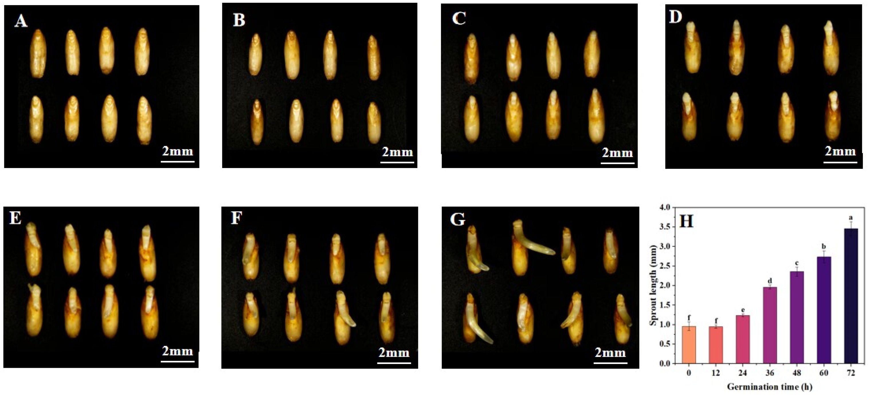 Foods 13 03708 g001 Foods 13 03708 g001