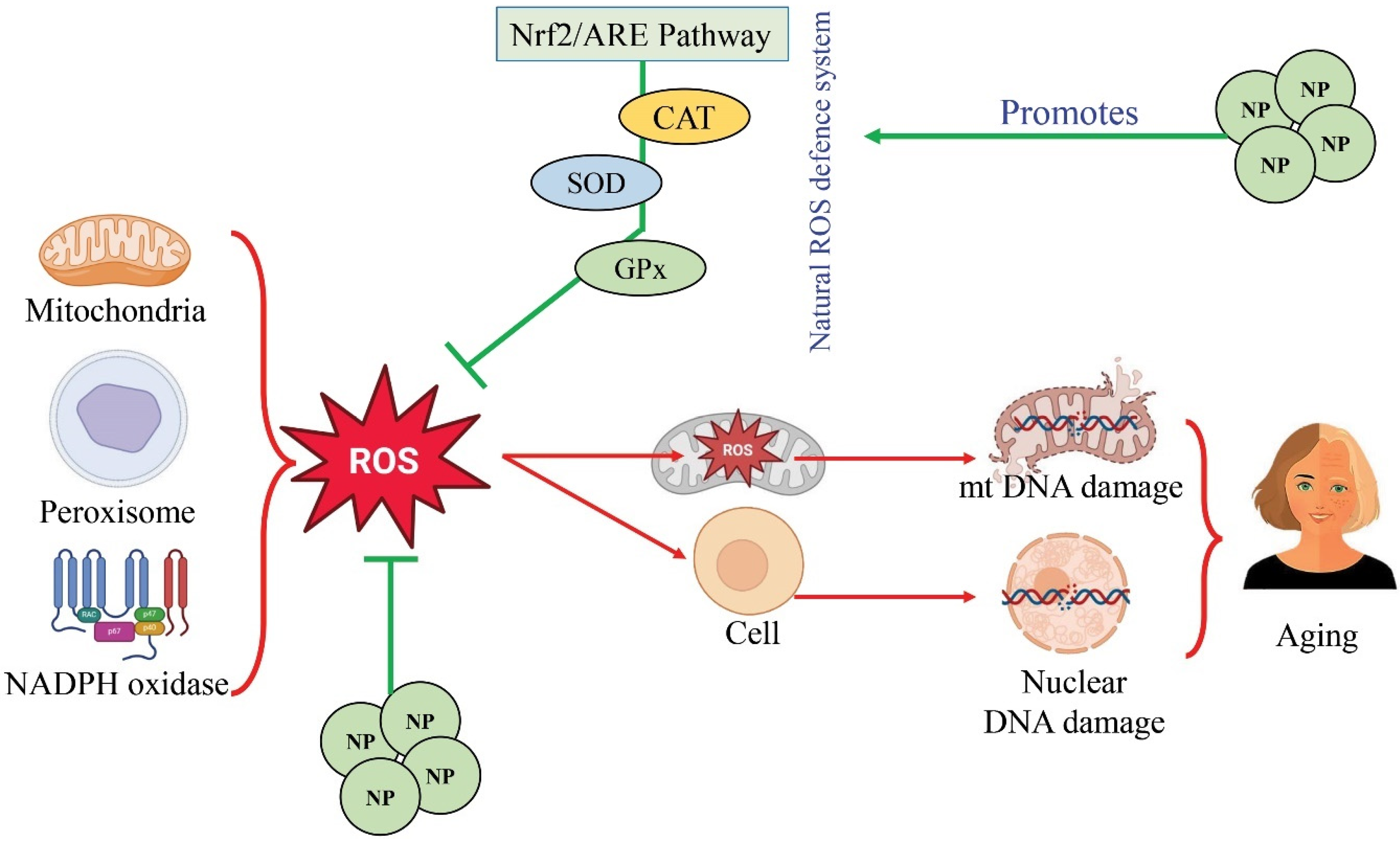 Foods 13 03785 g003 Foods 13 03785 g003