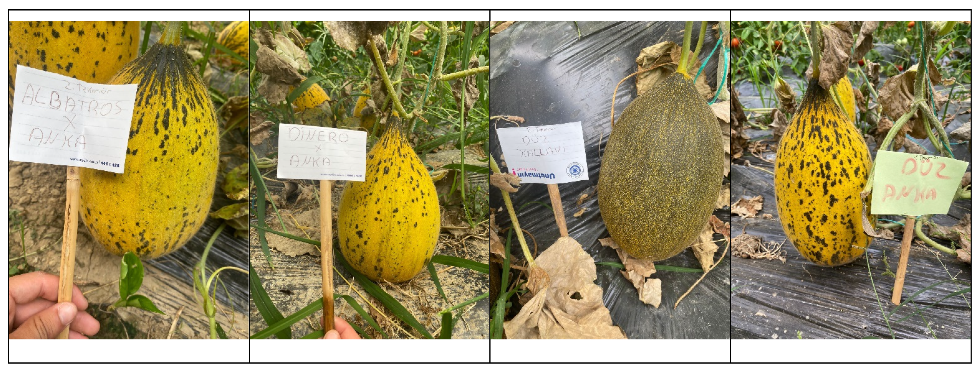 Foods 13 03858 g001b