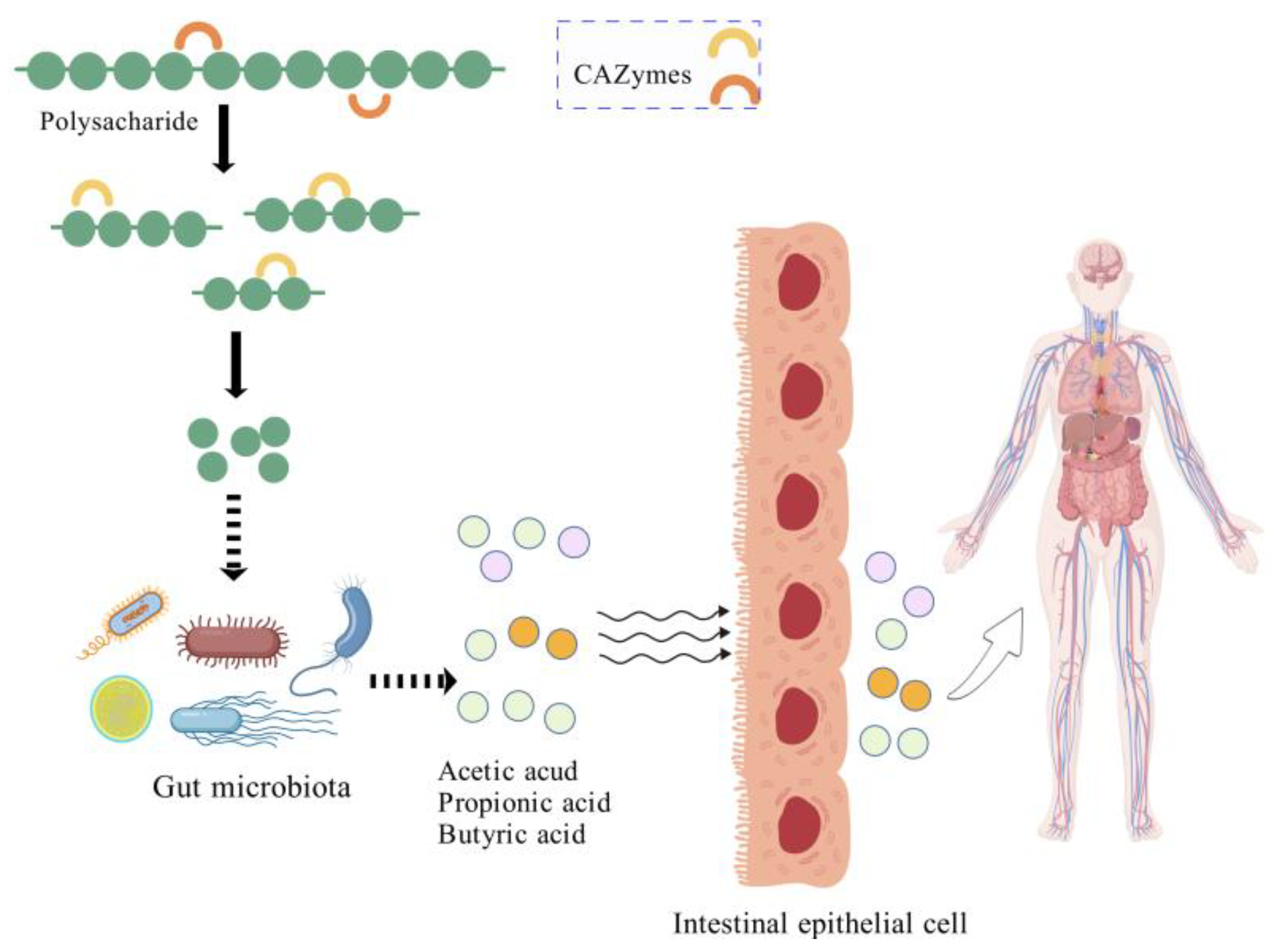 What are the main mechanisms by which Achyranthes polysaccharides affect metabolism?