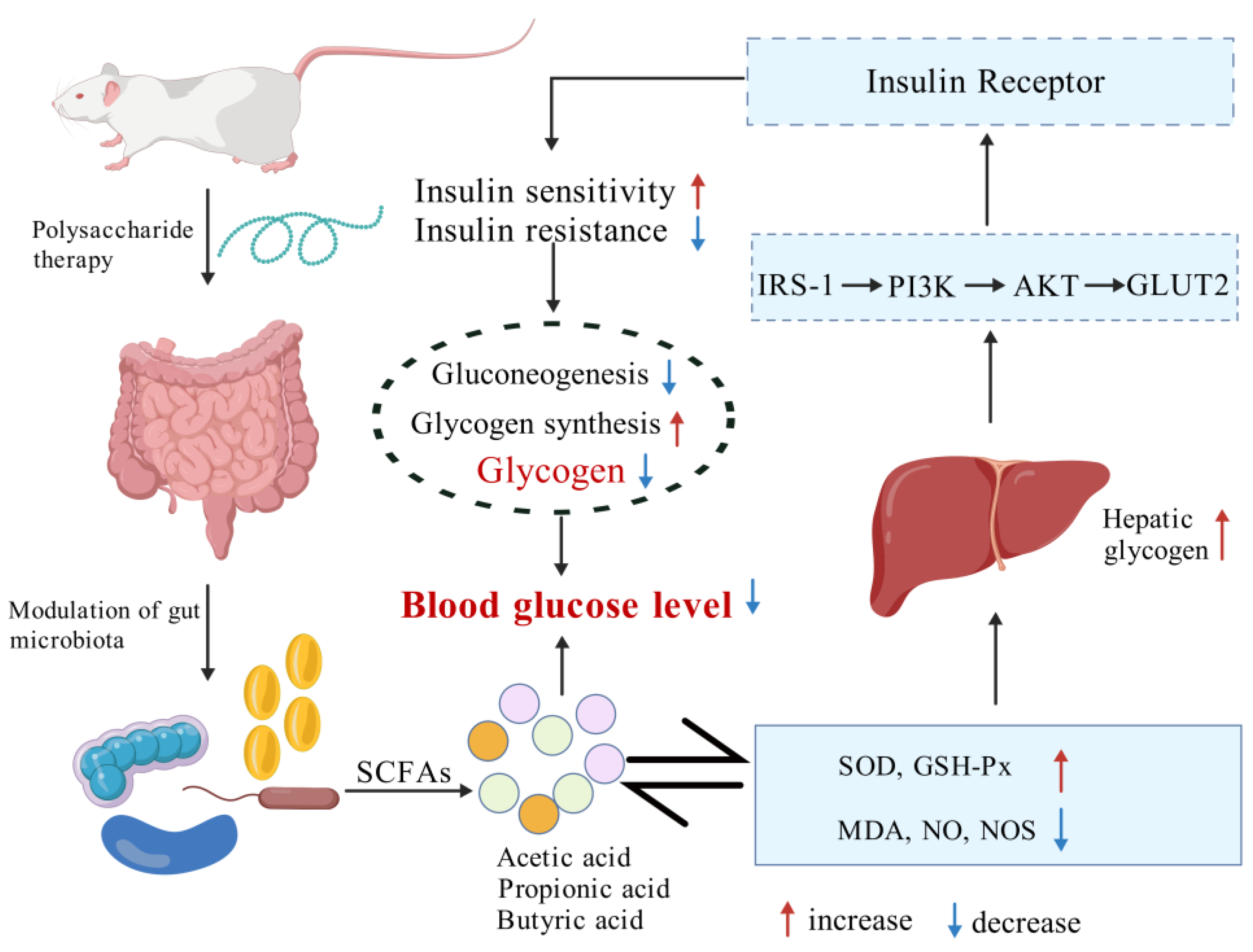 How do Achyranthes polysaccharides influence appetite and satiety?
