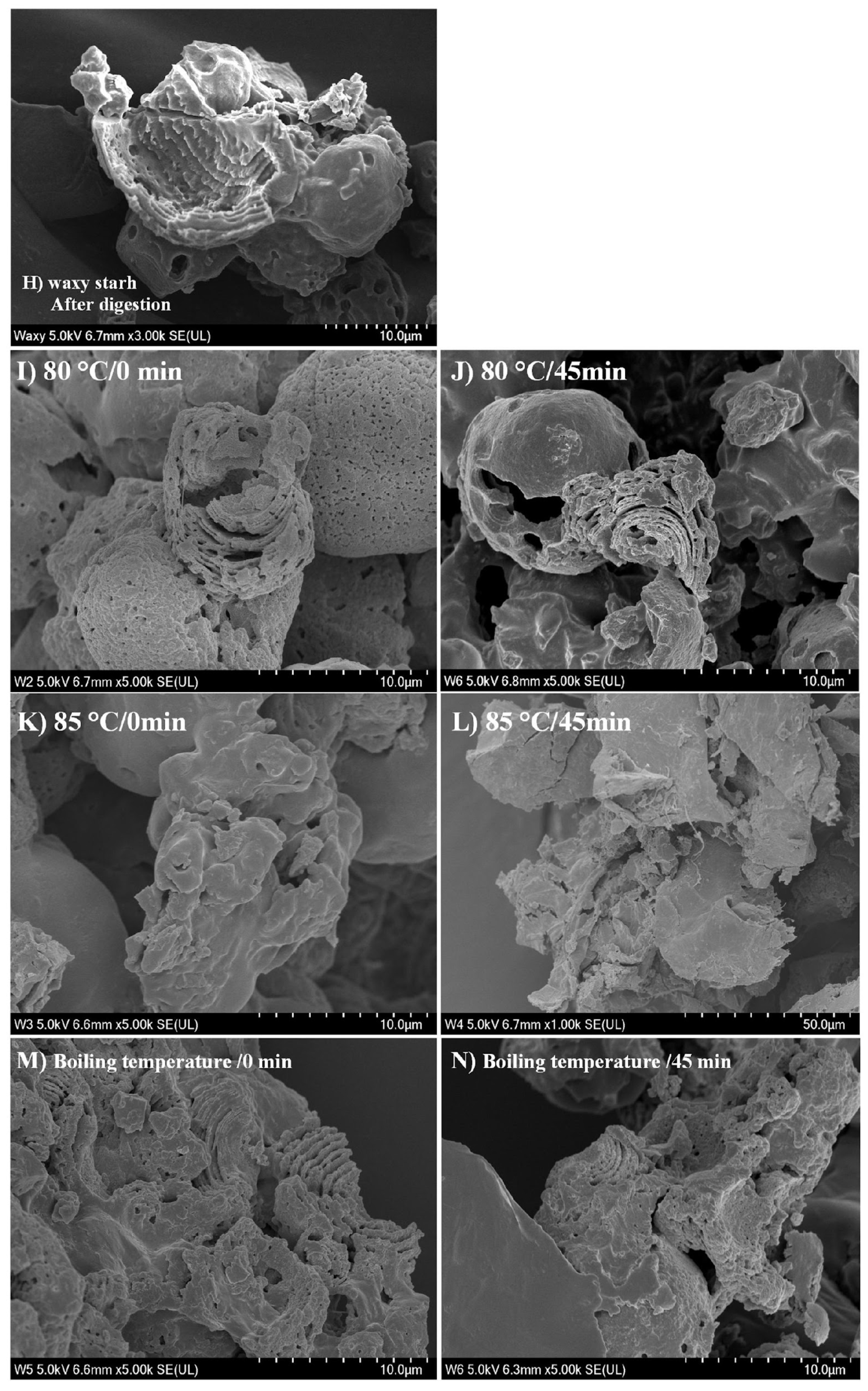 Foods 13 03888 g003b