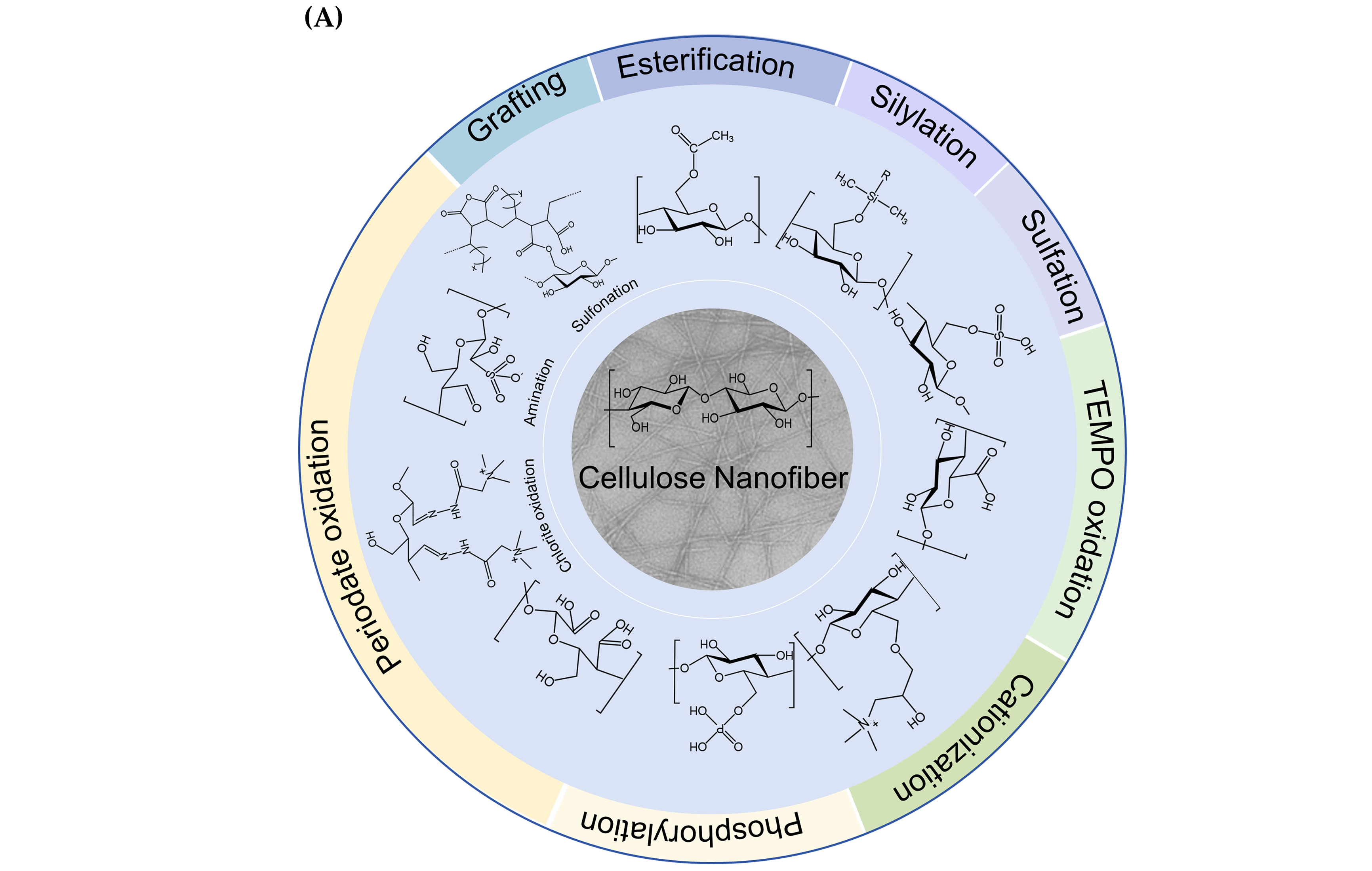 Foods 13 03999 g003a