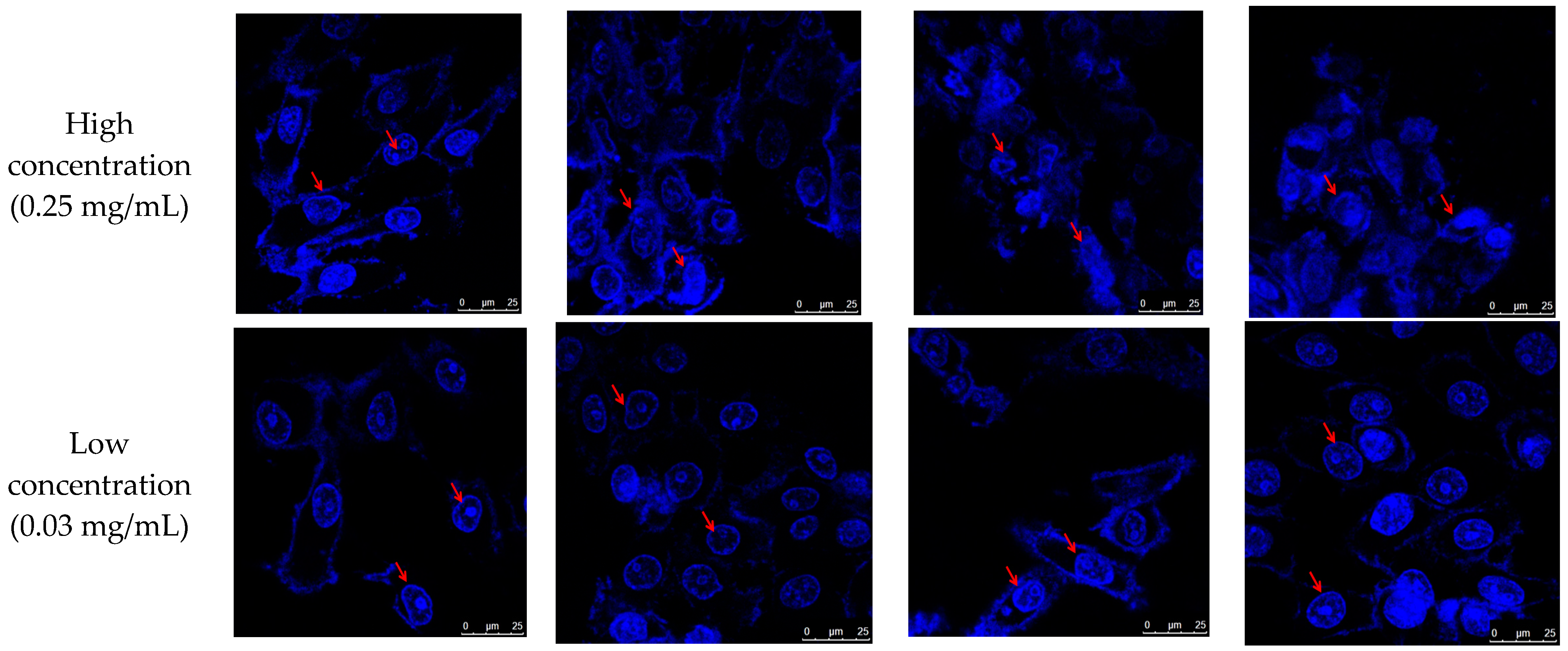 Foods 13 04028 g006b