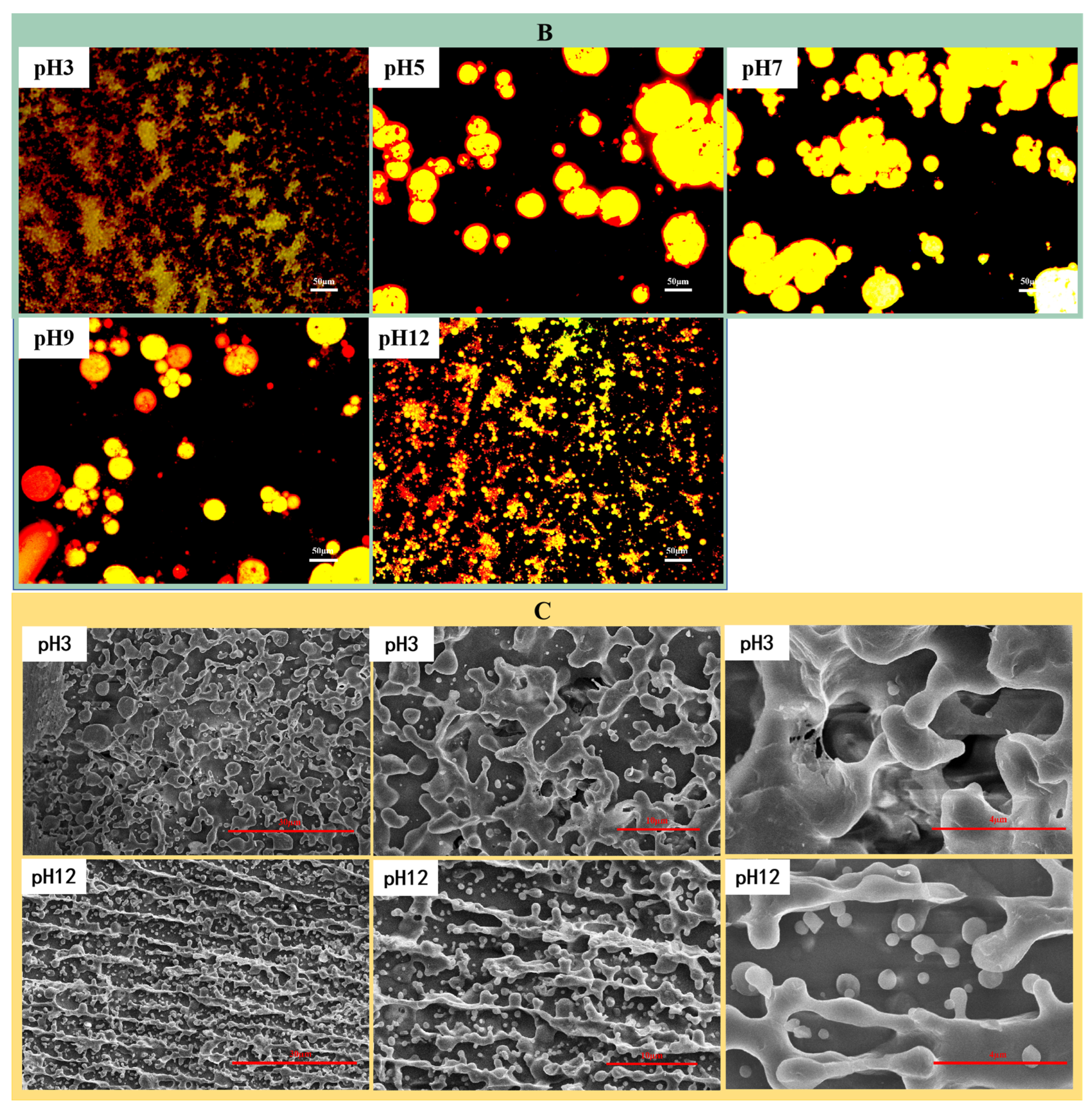 Foods 13 04067 g004b