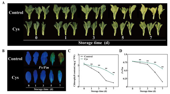 L-Cysteine Treatment Delays Leaf Senescence in Chinese