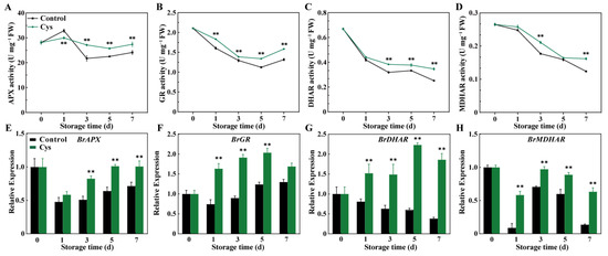 L-Cysteine Treatment Delays Leaf Senescence in Chinese