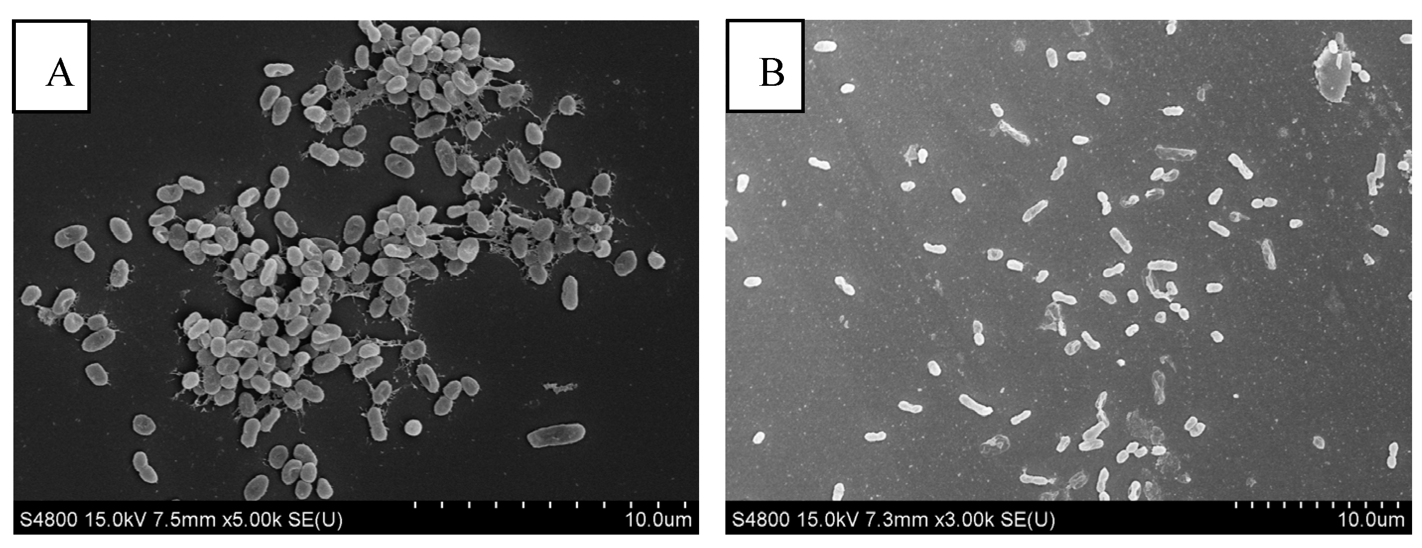 Foods 14 00037 g008a