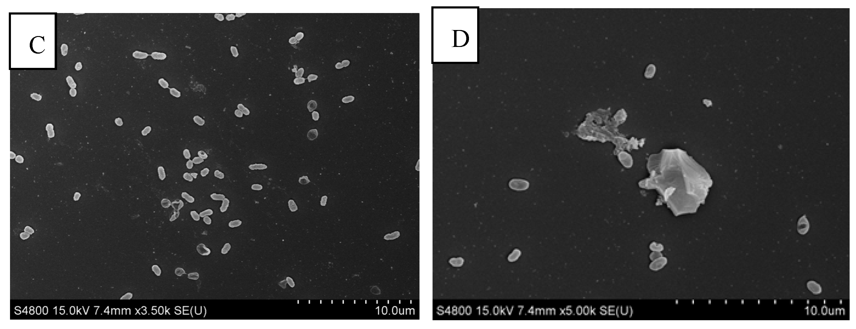 Foods 14 00037 g008b