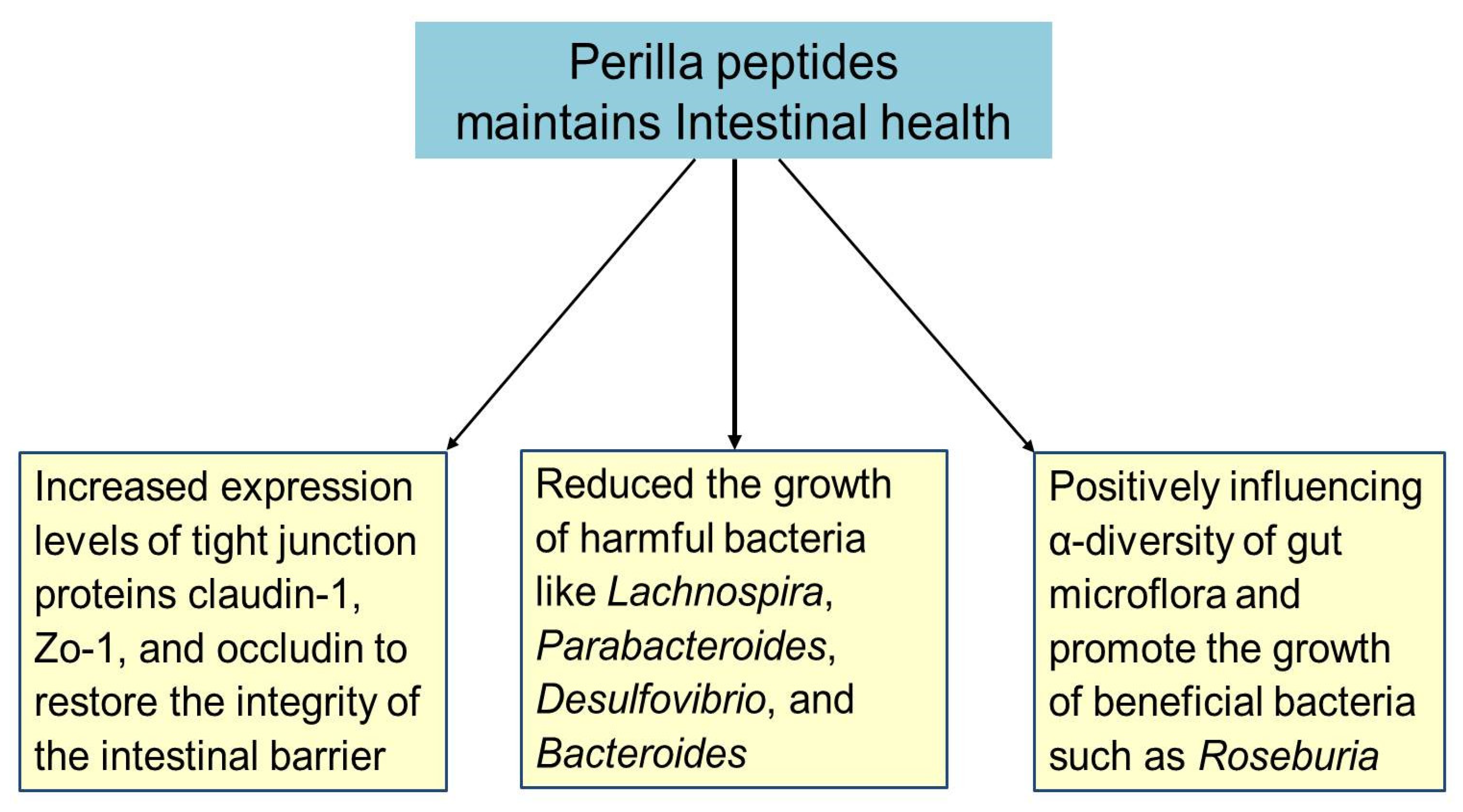 How can Perilla Seed boost your health? Discover its efficacy and functions so easily today!