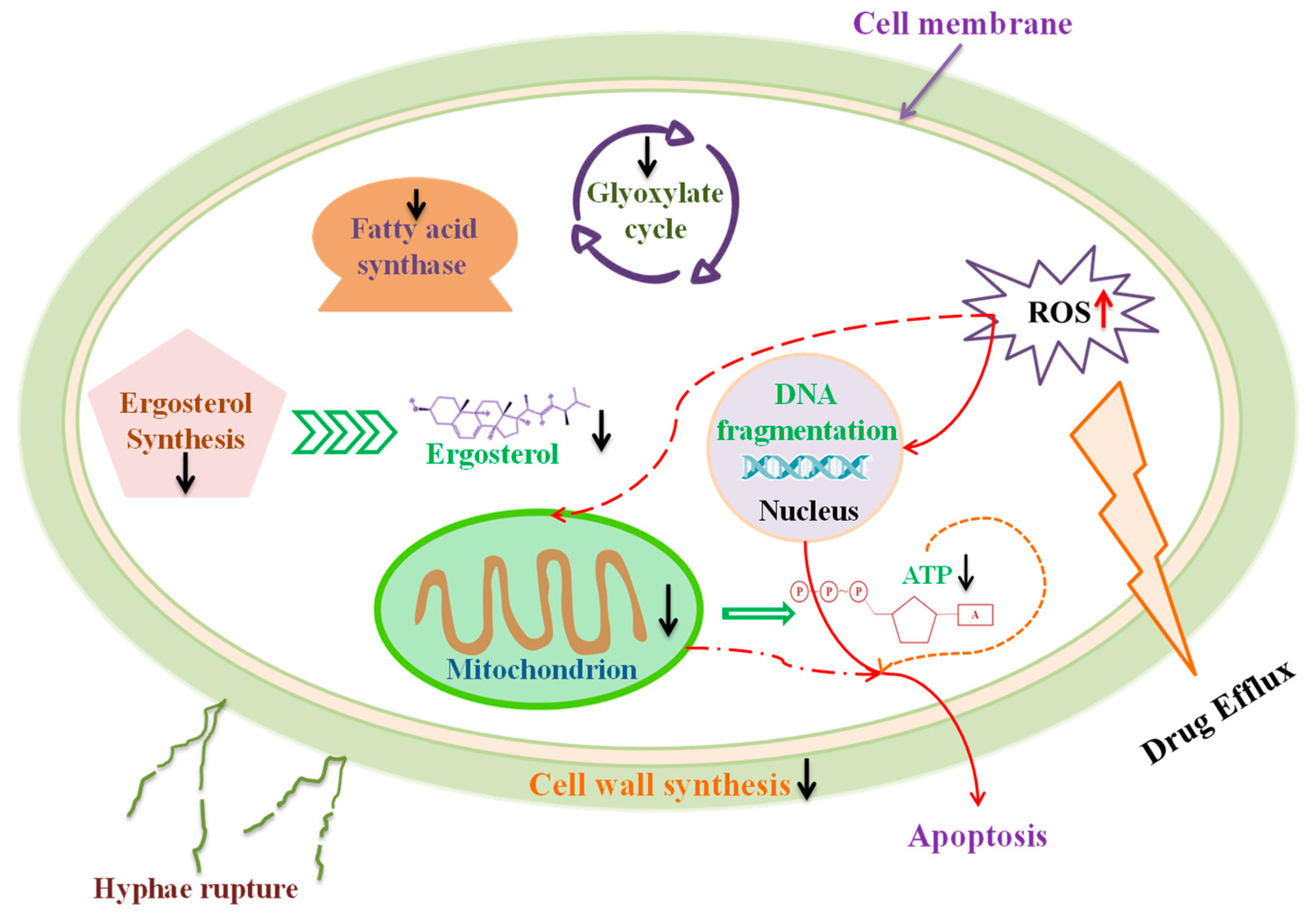 Foods 14 00155 g001 Foods 14 00155 g001