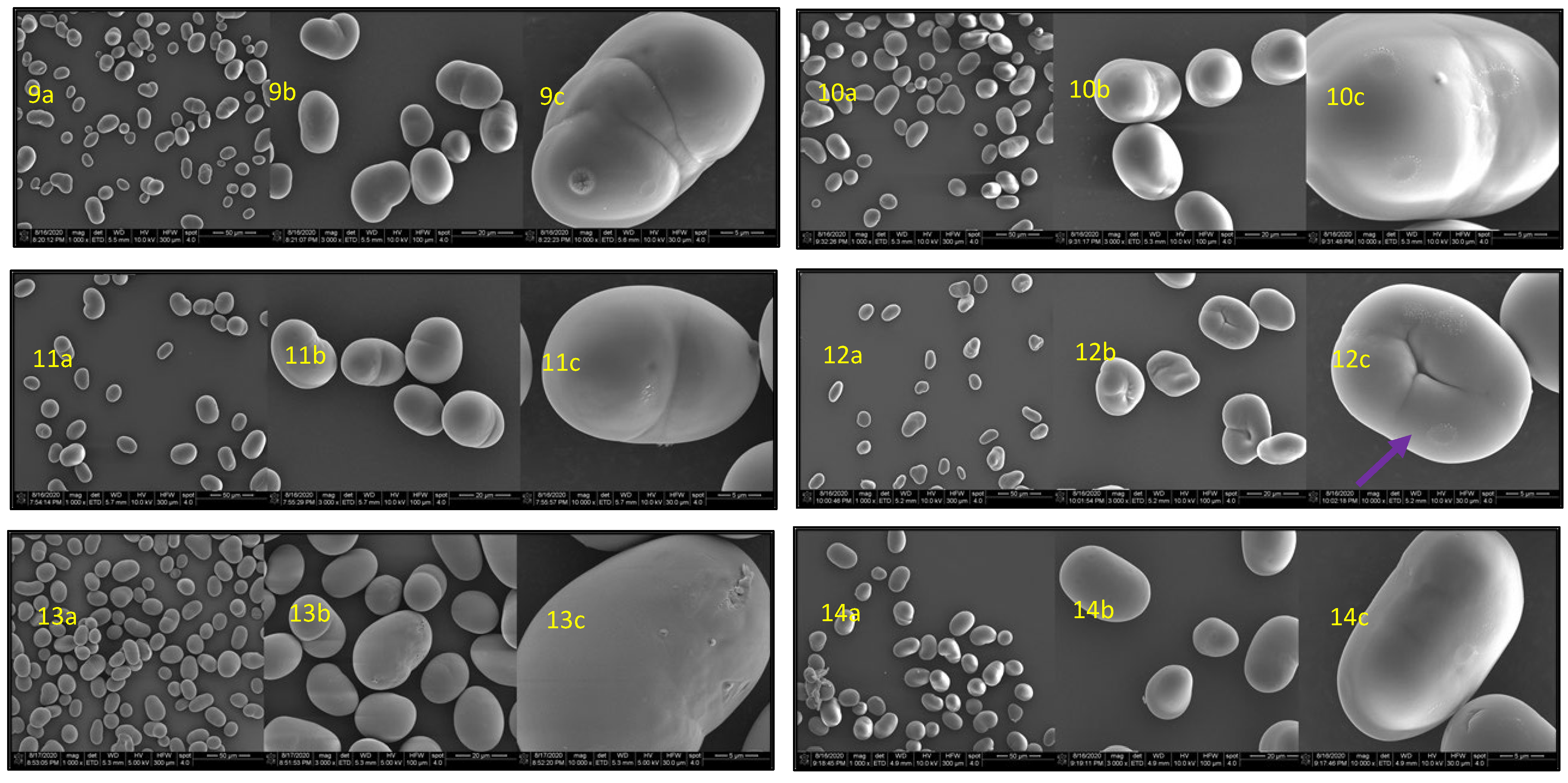 Foods 14 00328 g001b