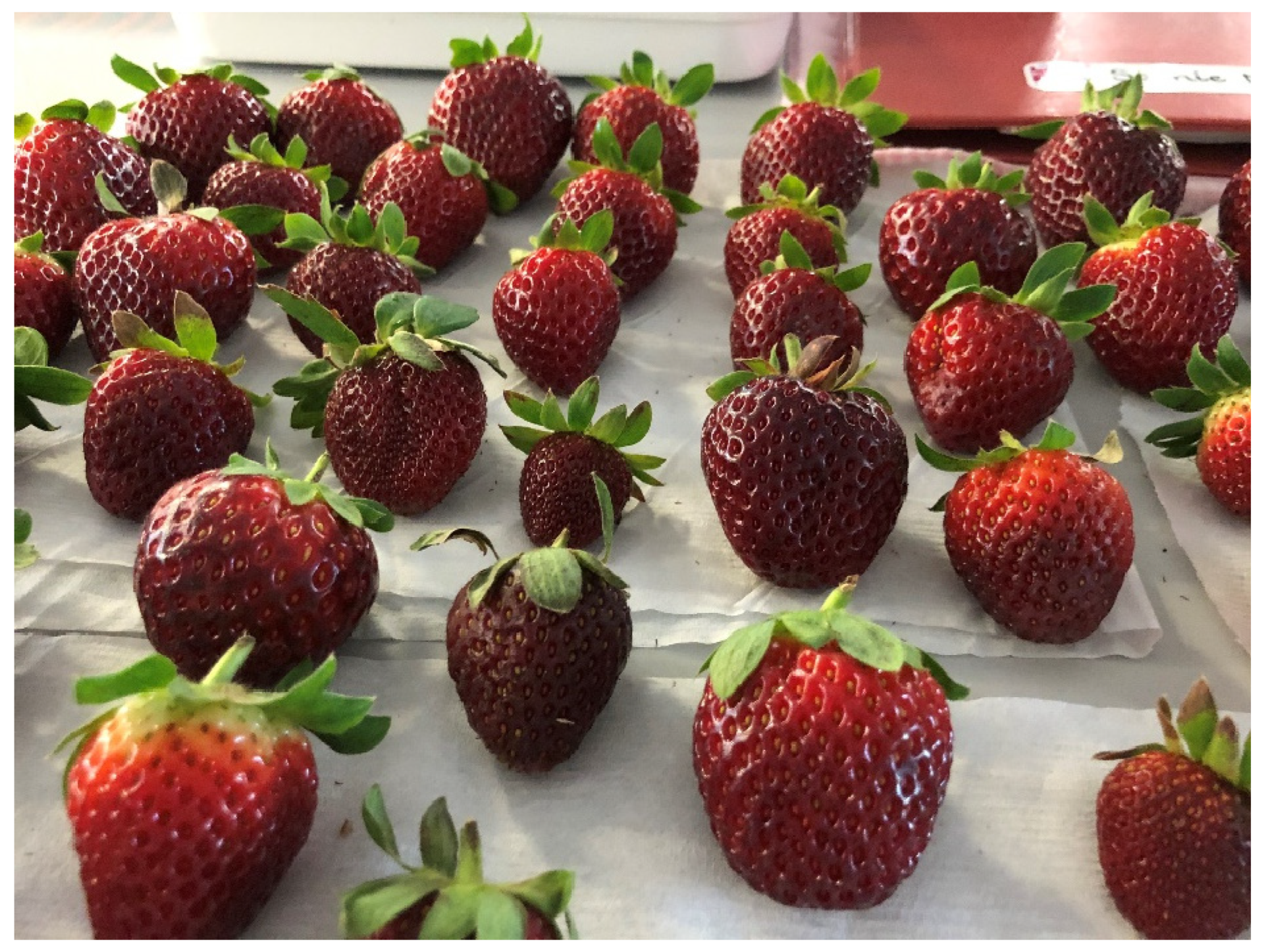 Foods 14 00379 g001 Foods 14 00379 g001