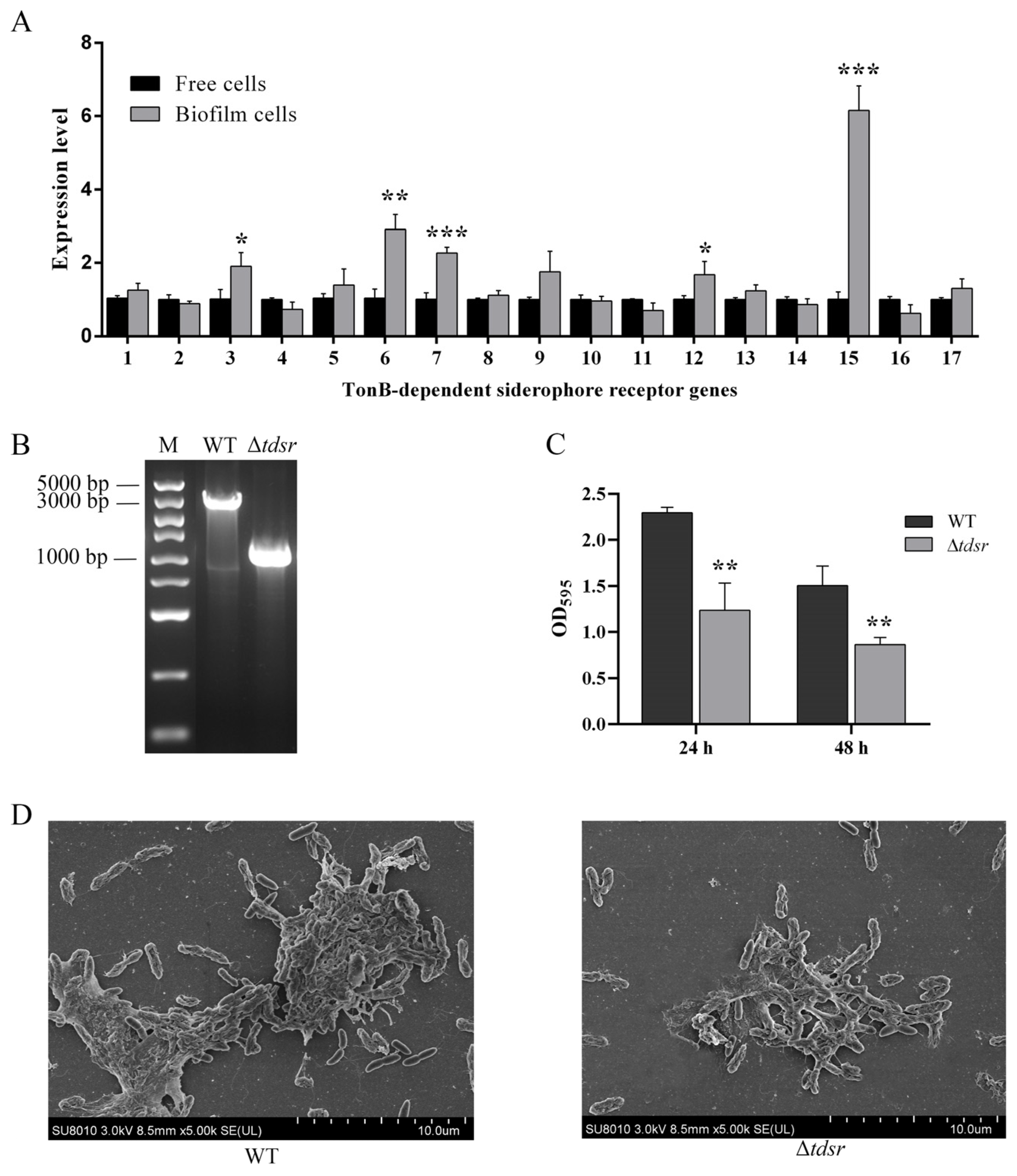 Targeting HDAC6 to Overcome Autophagy-Promoted Anti-Cancer
