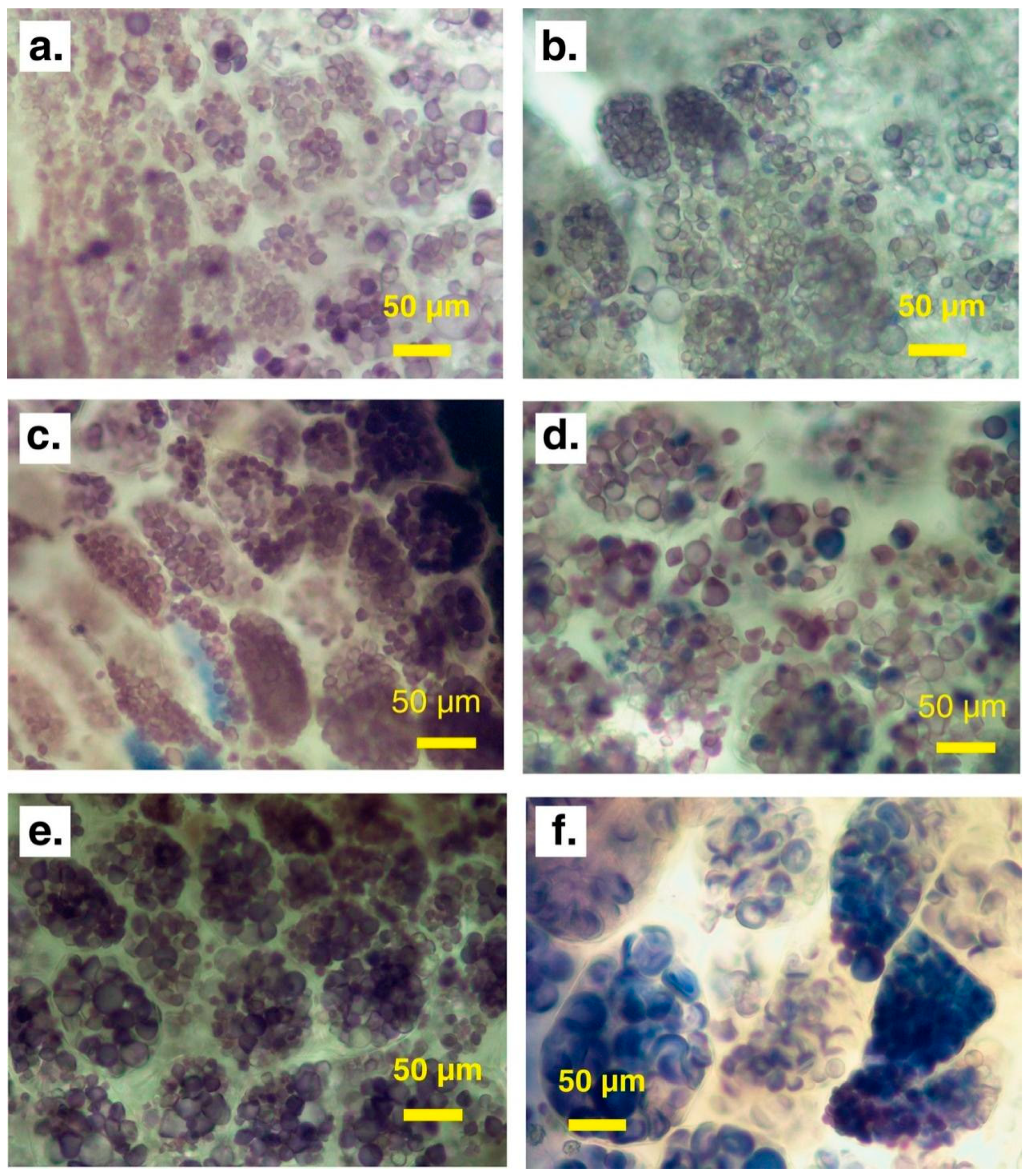 Foods 14 00545 g001 Foods 14 00545 g001