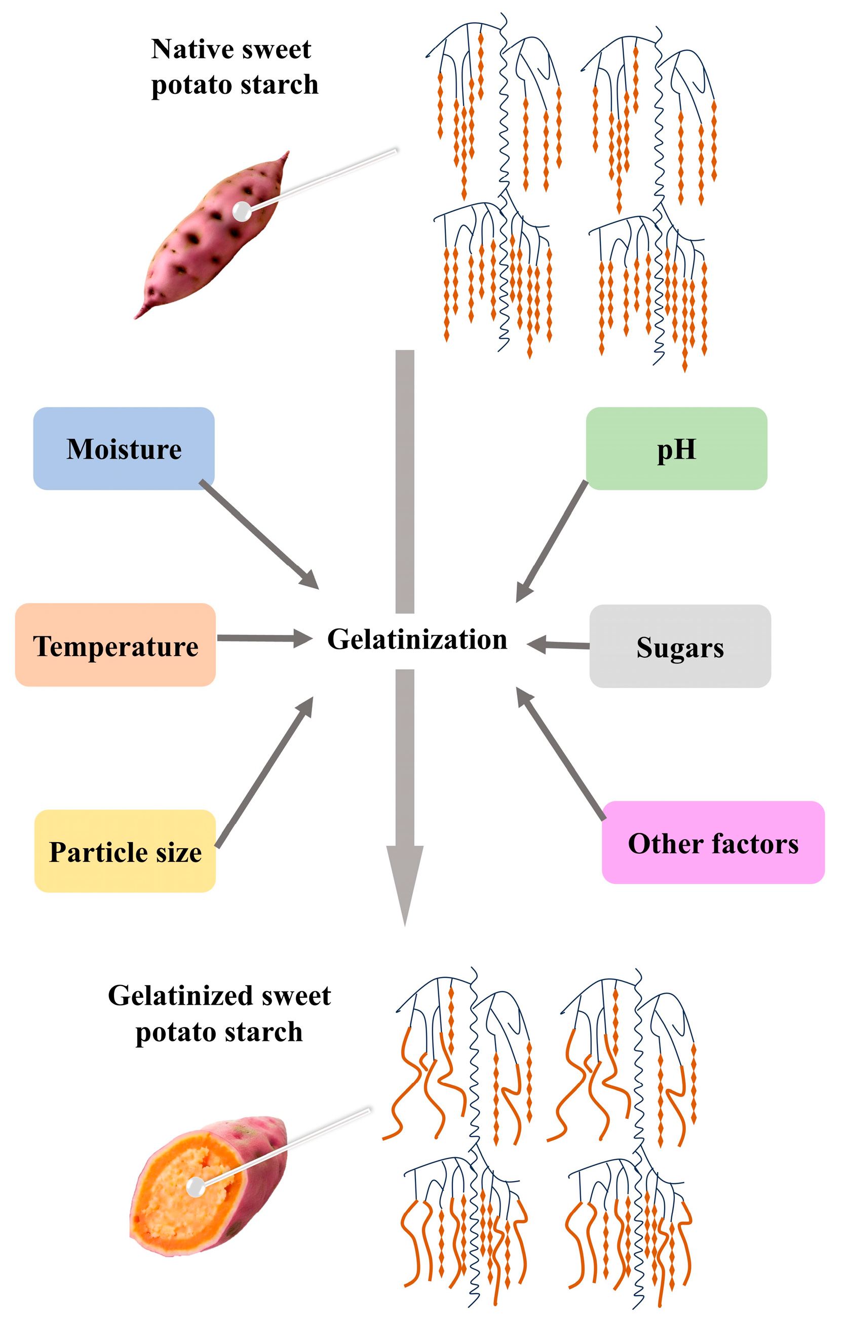 Foods 14 00545 g002 Foods 14 00545 g002