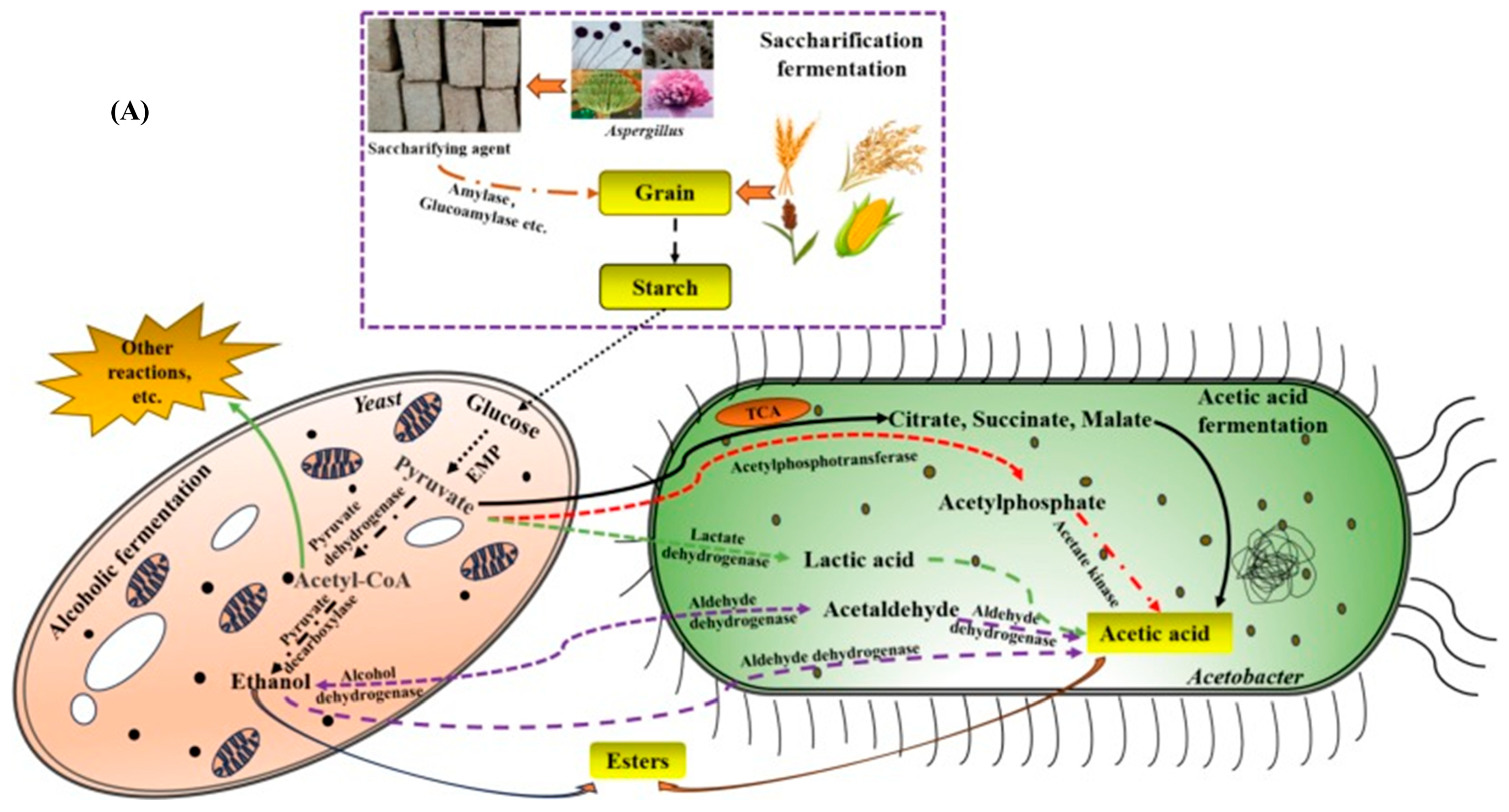 Foods 14 00698 g002a