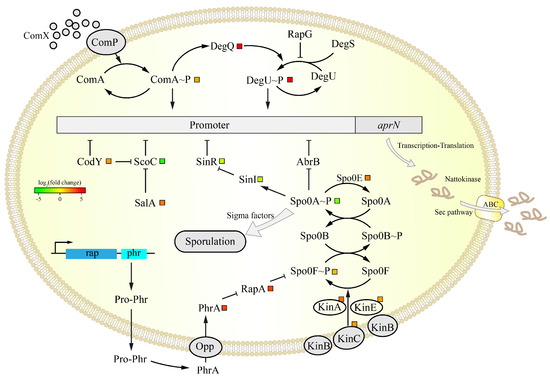 Genomic and Transcriptomic Analysis of Mutant Bacillus