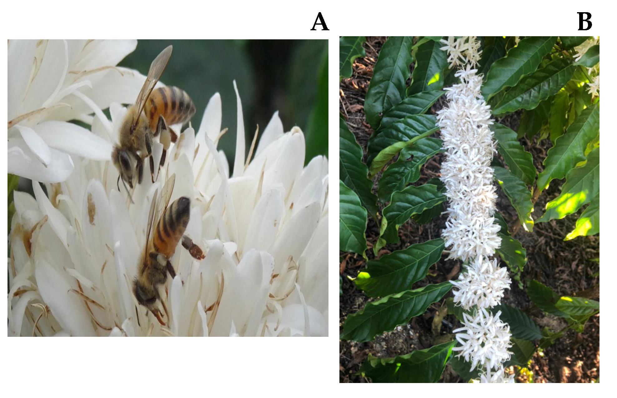 Foods 14 00911 g001 Foods 14 00911 g001