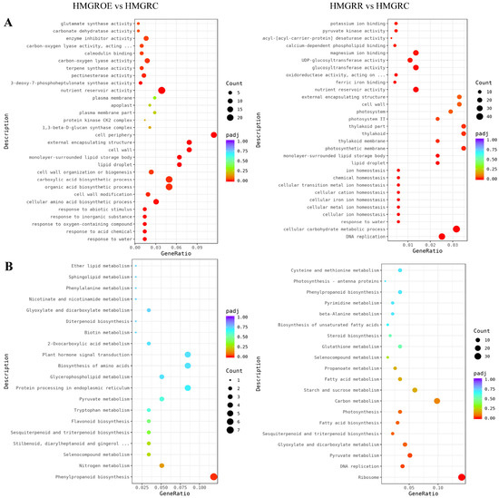 Frontiers | DNA Methyltransferases: A Novel Target for