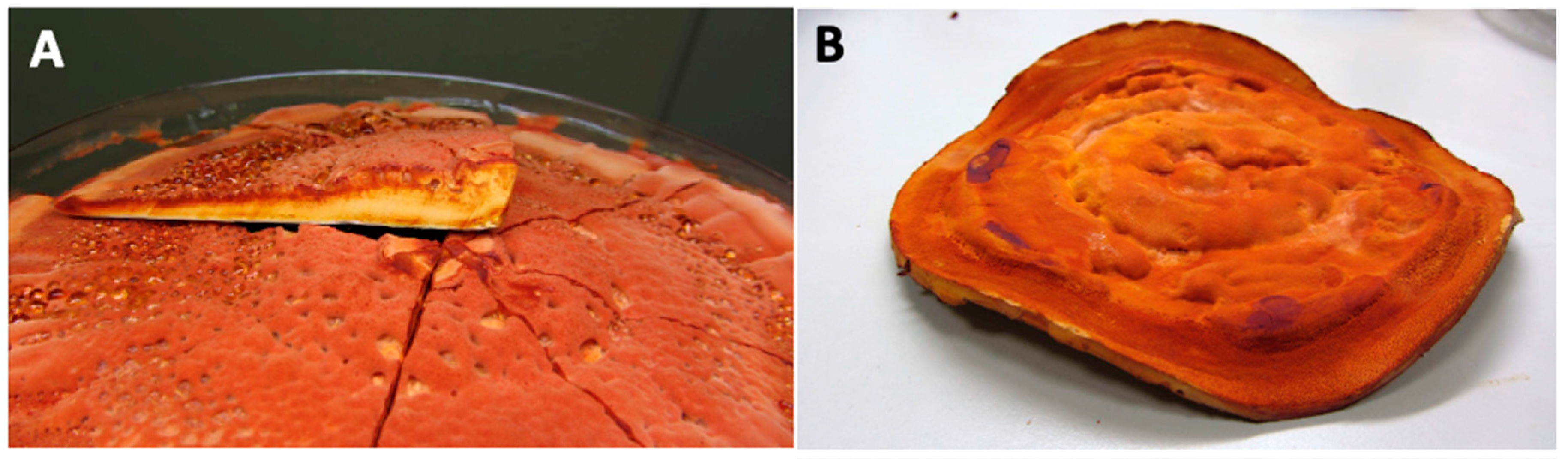 Evidence-Based Nutraceuticals Derived from Antrodia cinnamomea