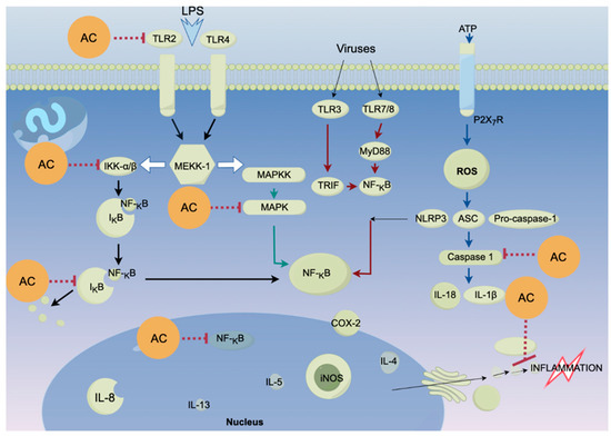 Evidence-Based Nutraceuticals Derived from Antrodia cinnamomea