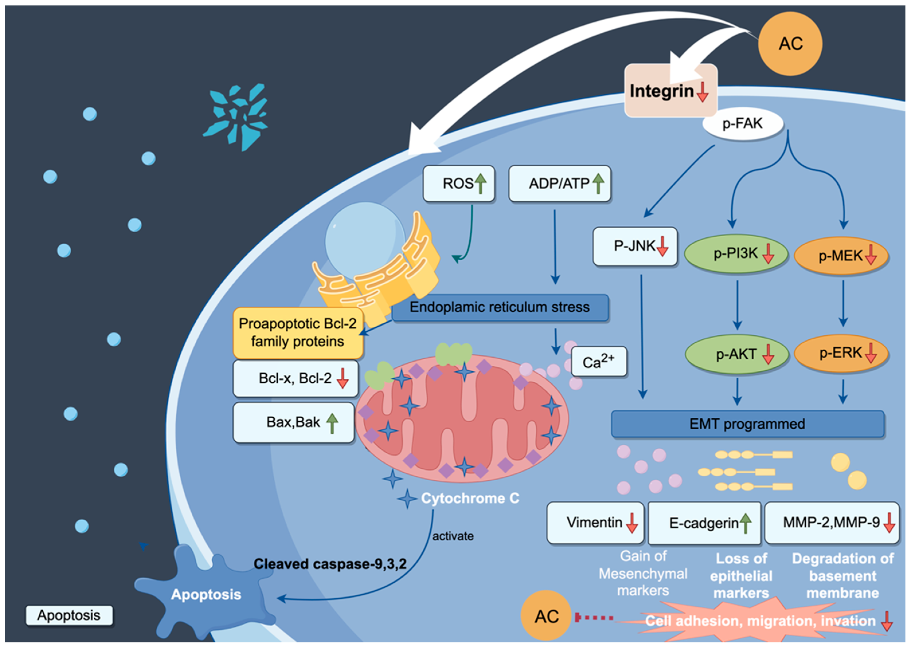 「高評価！」注目のレビュ Evidence-Based Nutraceuticals Derived from Antrodia cinnamomea トライアルセット・サンプル