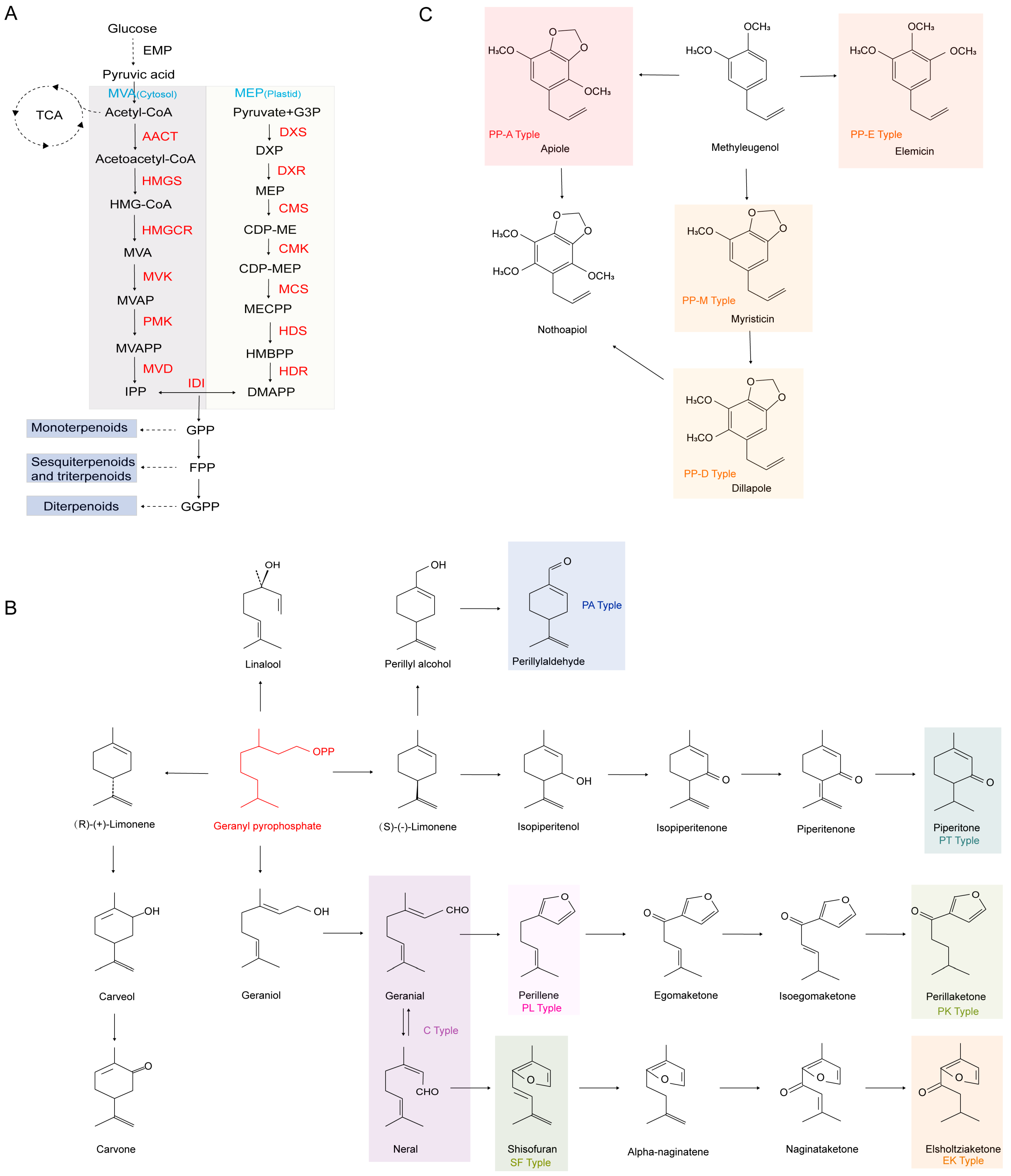 【ネット限定】 Comprehensive Review of Perilla frutescens: Chemical 美容液
