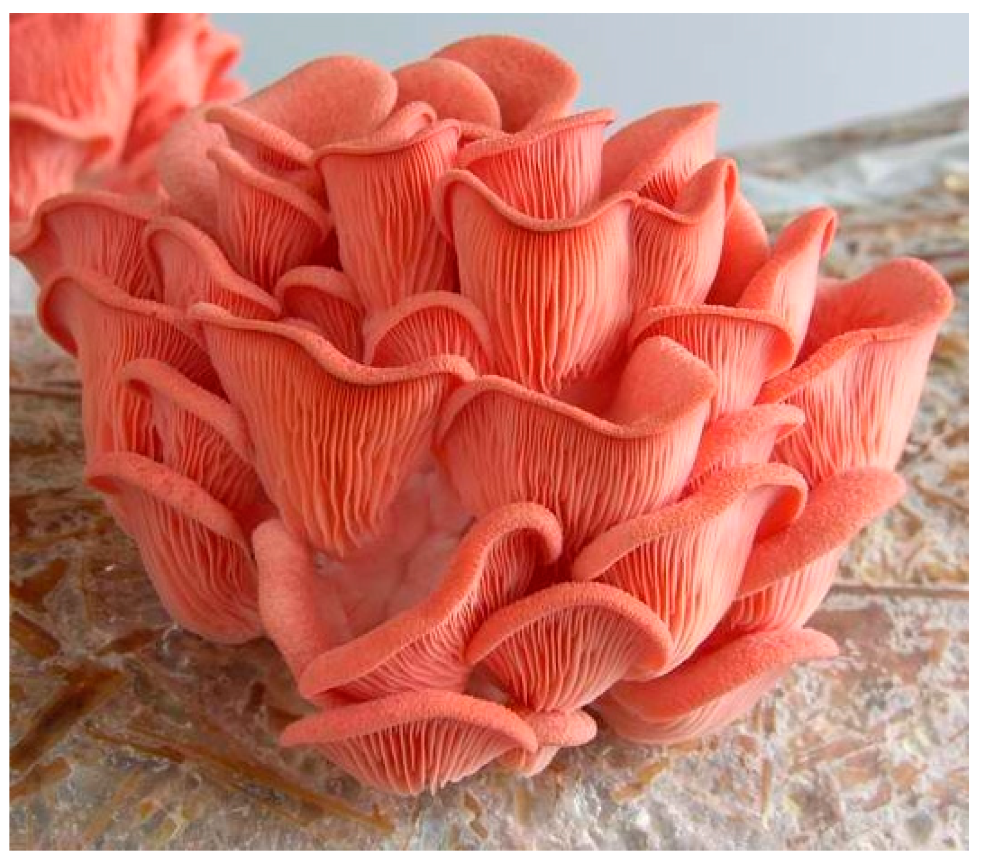 Foods 14 01272 g001 Foods 14 01272 g001