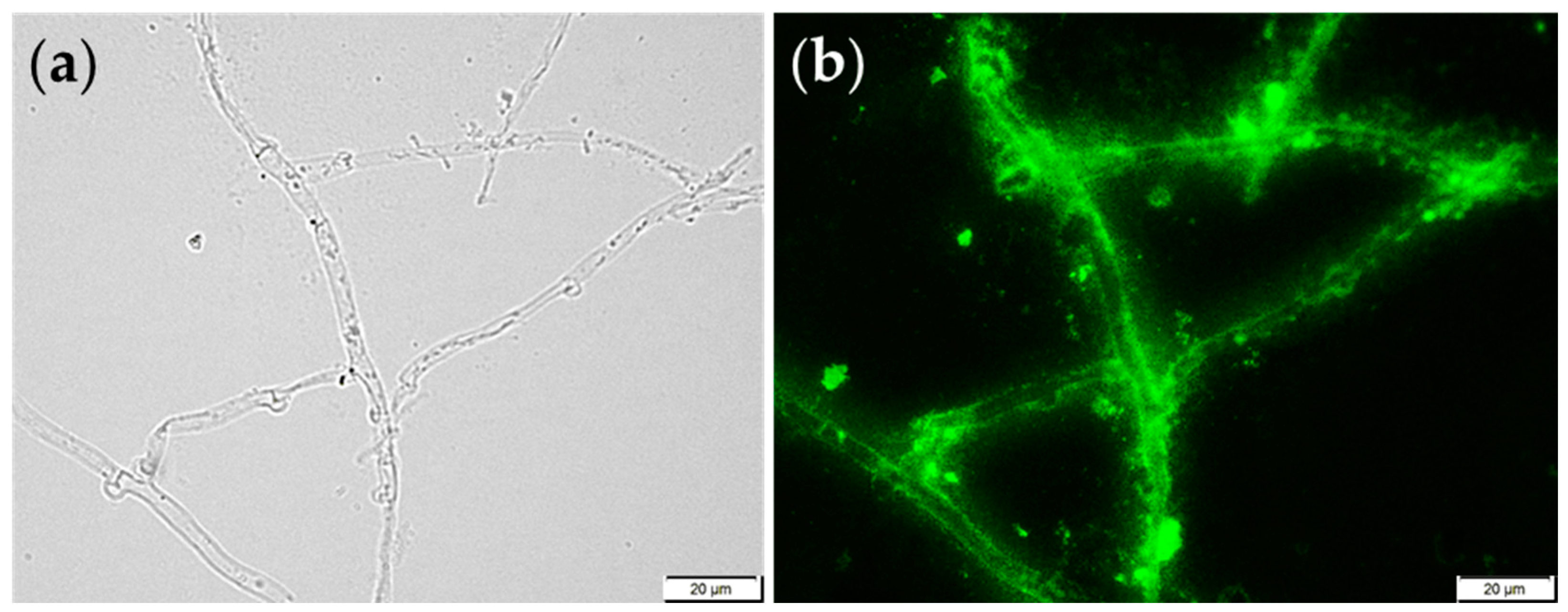Foods 14 01272 g002 Foods 14 01272 g002
