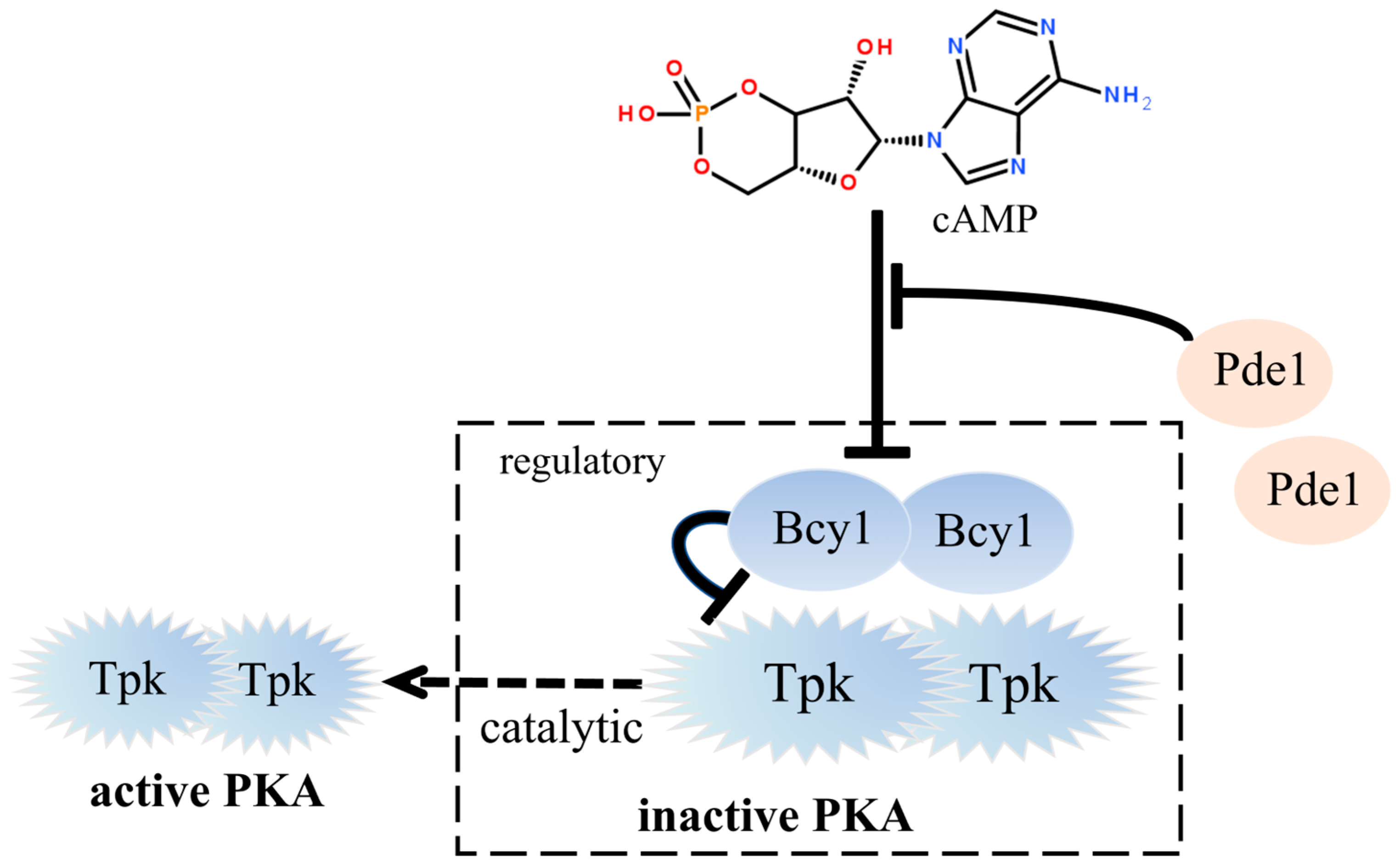 Foods 14 01533 g001 Foods 14 01533 g001